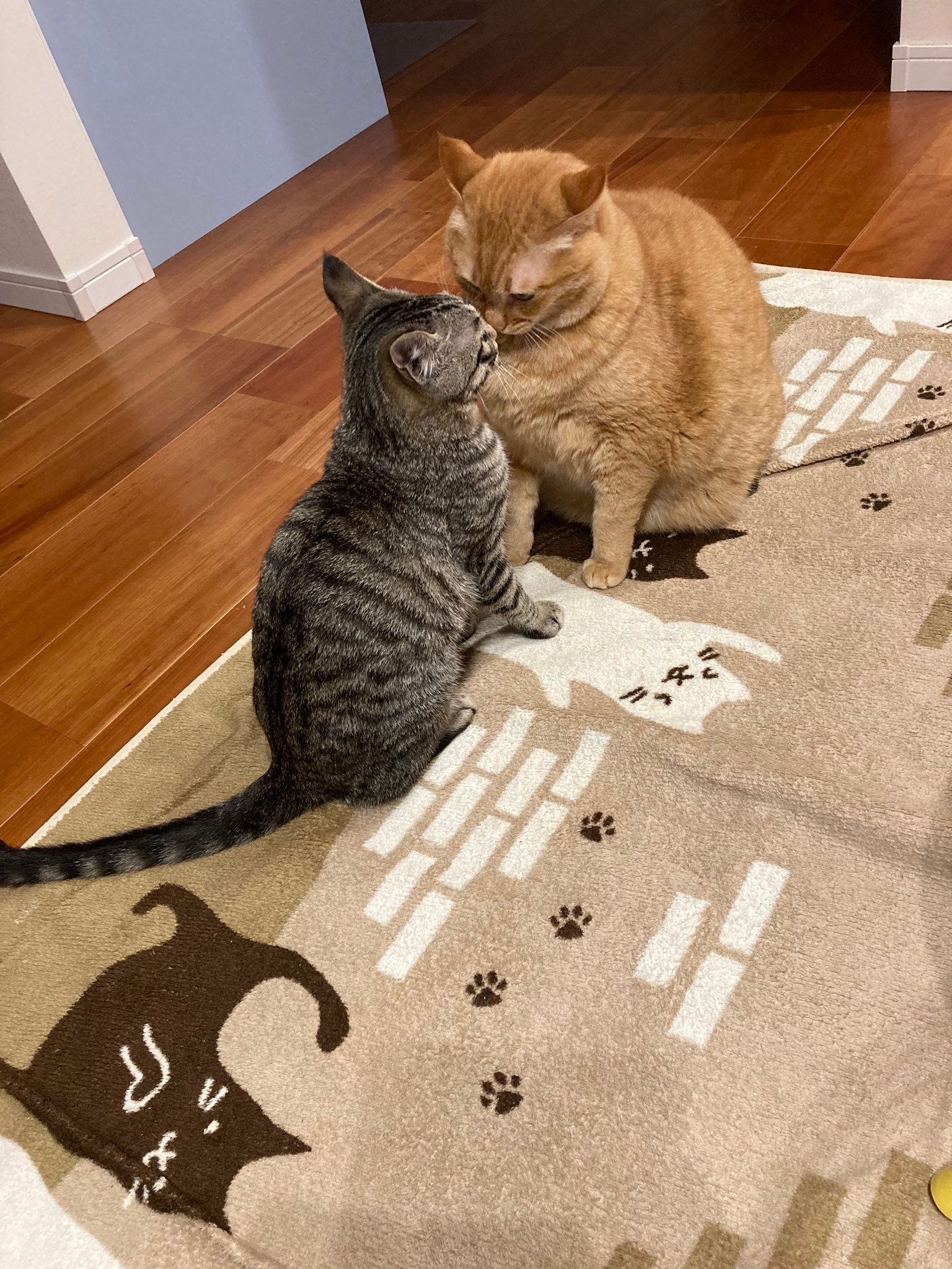 「やんのかコラ」の元ネタとは？猫のステップとプロレス伝説の真相