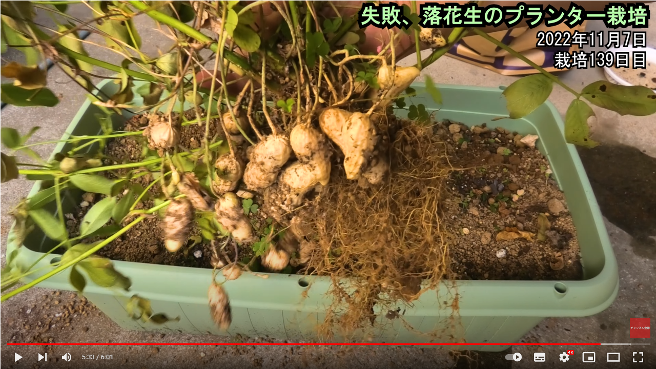 落花生栽培の失敗を防ぐ！実が入らない原因と空ざやを無くす最新対策