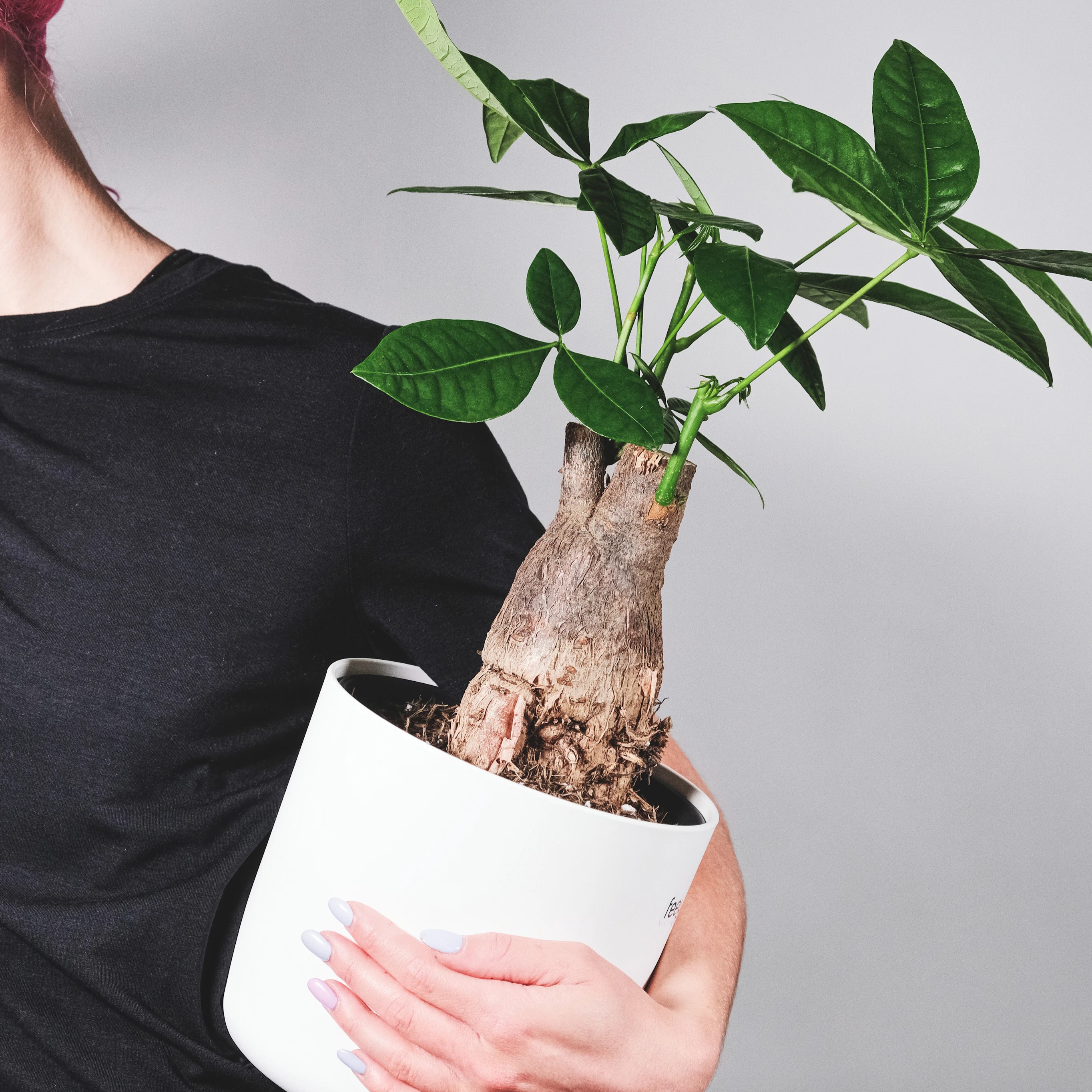 パキラの植え替えでなぜ枯れる？失敗の深層と2026年最新プロ育成術