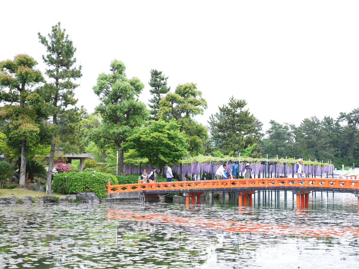 天王川公園2026最新ガイド！藤まつり開花と混雑回避の全貌