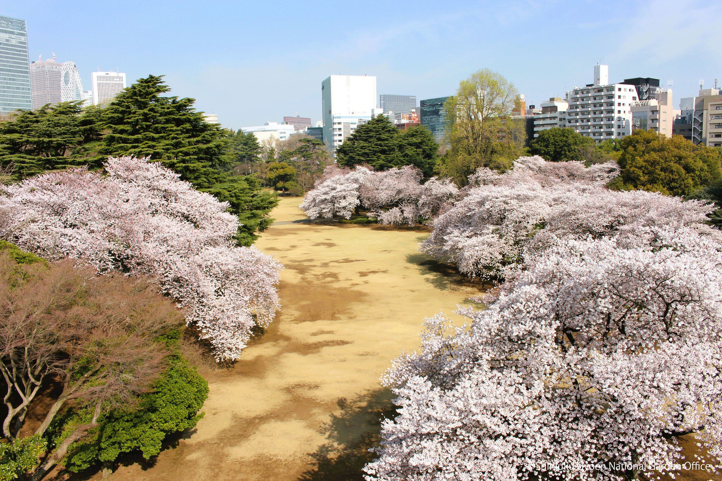 新宿御苑の桜2026！見頃や開花状況と事前予約・混雑回避の全貌