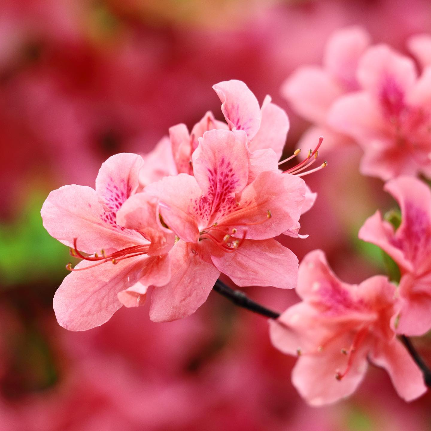 ツツジの花言葉に怖い意味は？色別の由来とサツキとの違いを徹底検証