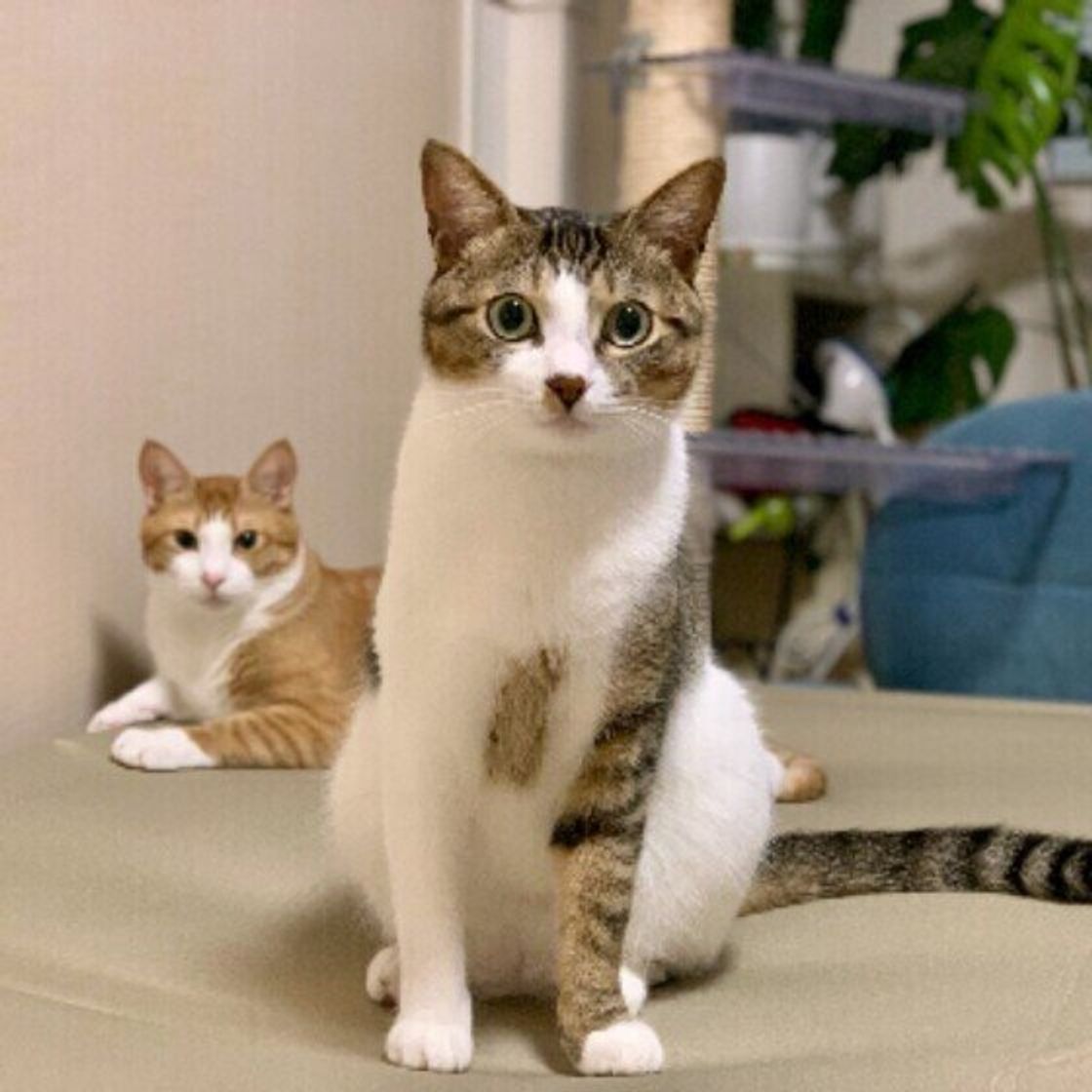 猫がじっと見てくる理由とは？鳴かない心理から病気サインまで徹底解説