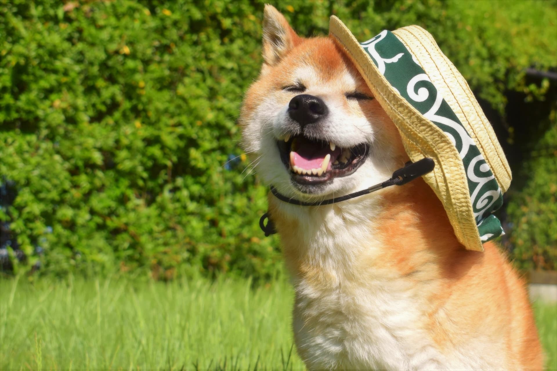 【2026最新】暑さに強い犬ランキング！夏バテを防ぐ驚きの共通点をプロが解説