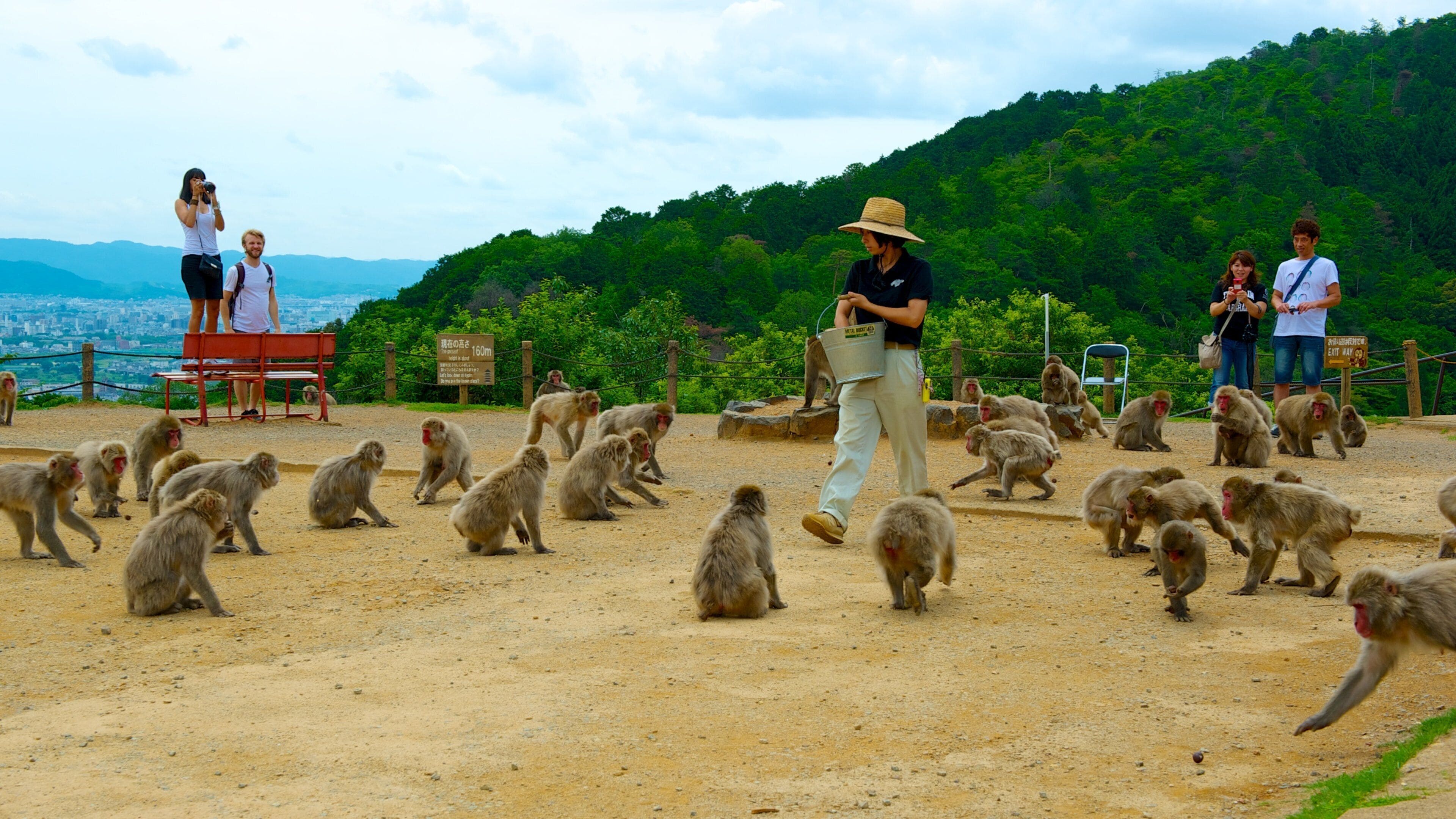 嵐山モンキーパークはきつい？所要時間や餌やり体験と絶景攻略ガイド