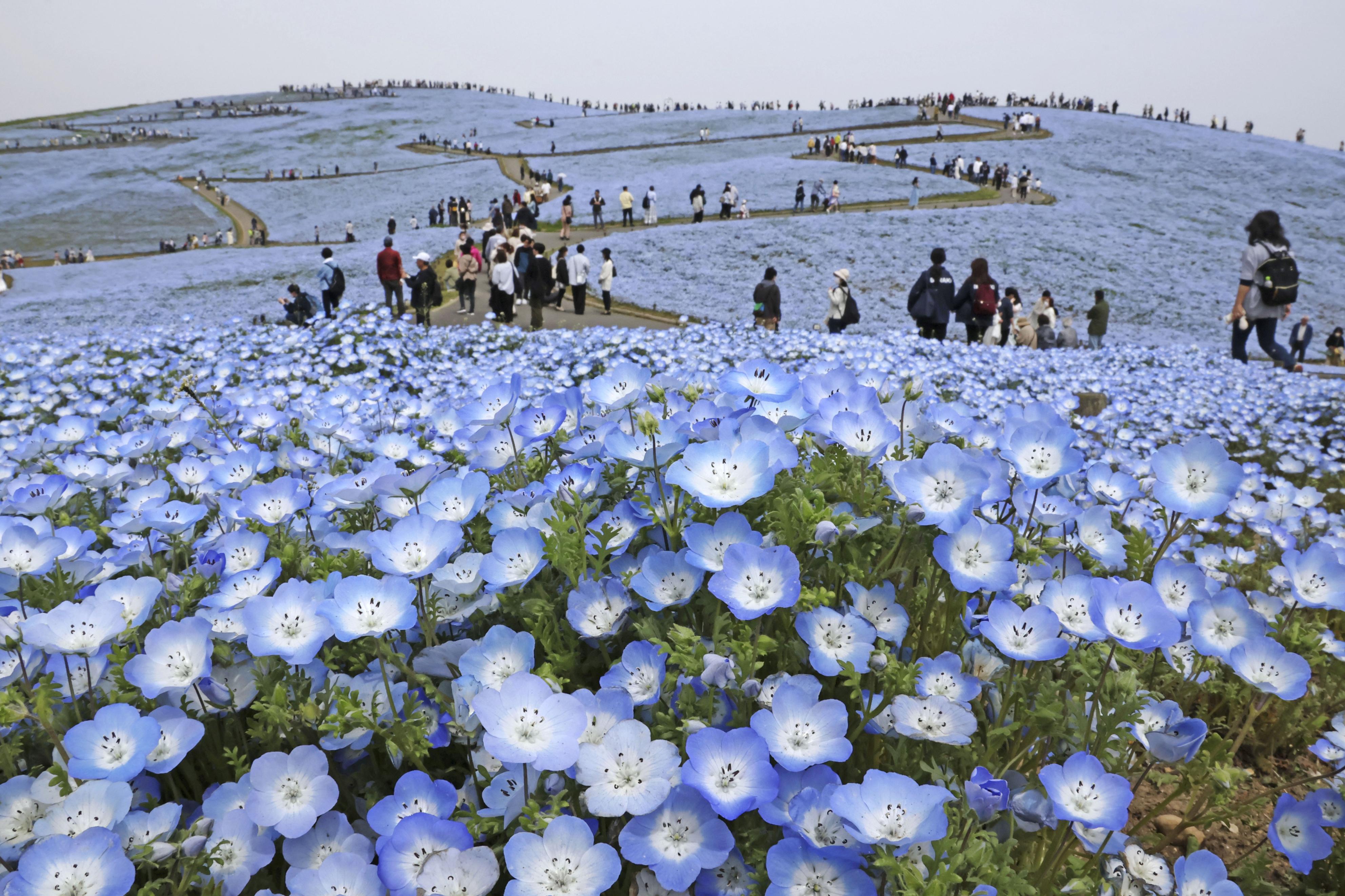 ネモフィラじゃない？茨城県の花が「バラ」に選ばれた真相を徹底解説