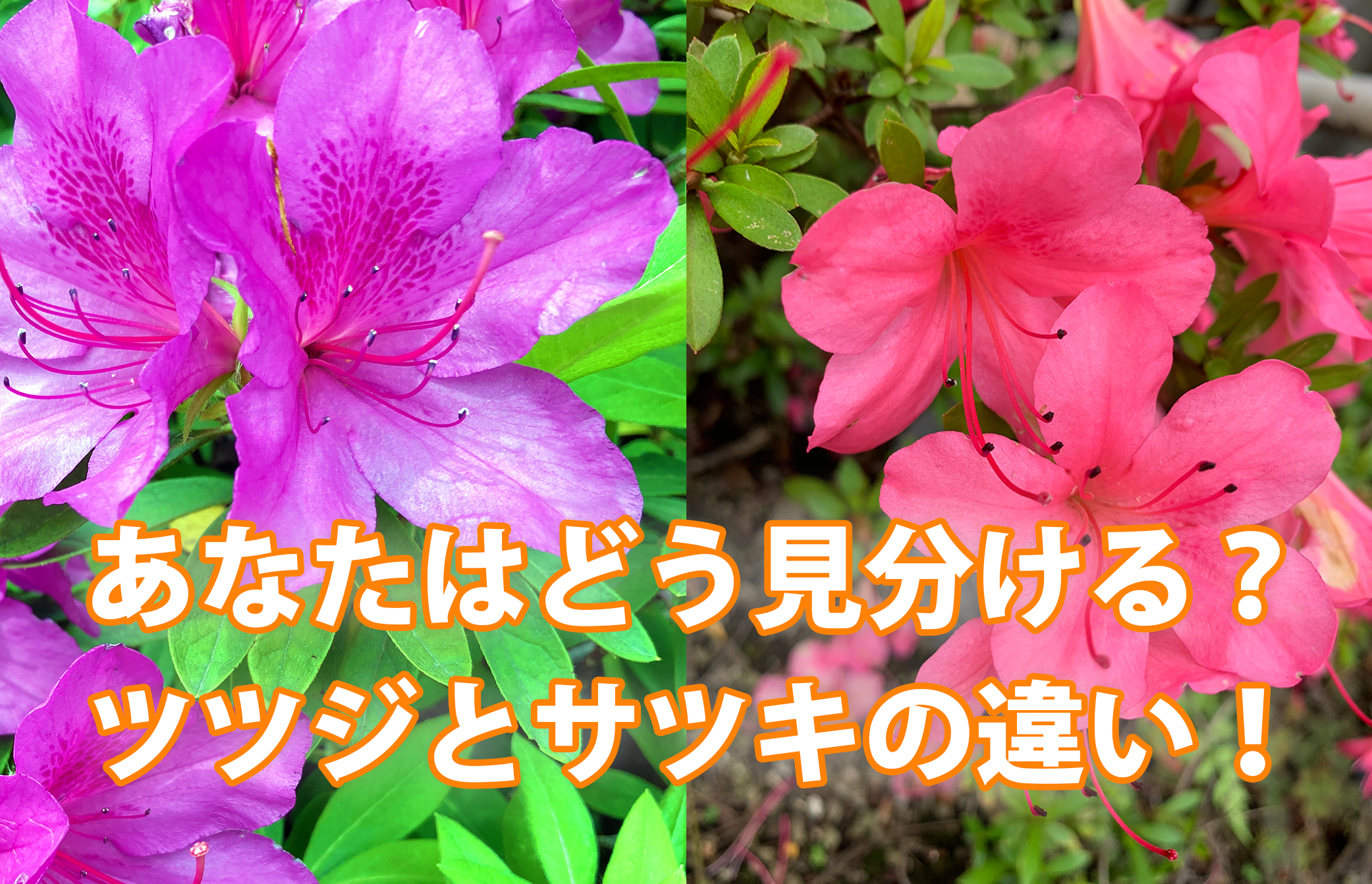 ツツジとサツキの決定的な違いとは？開花時期とおしべで見分けるプロの技
