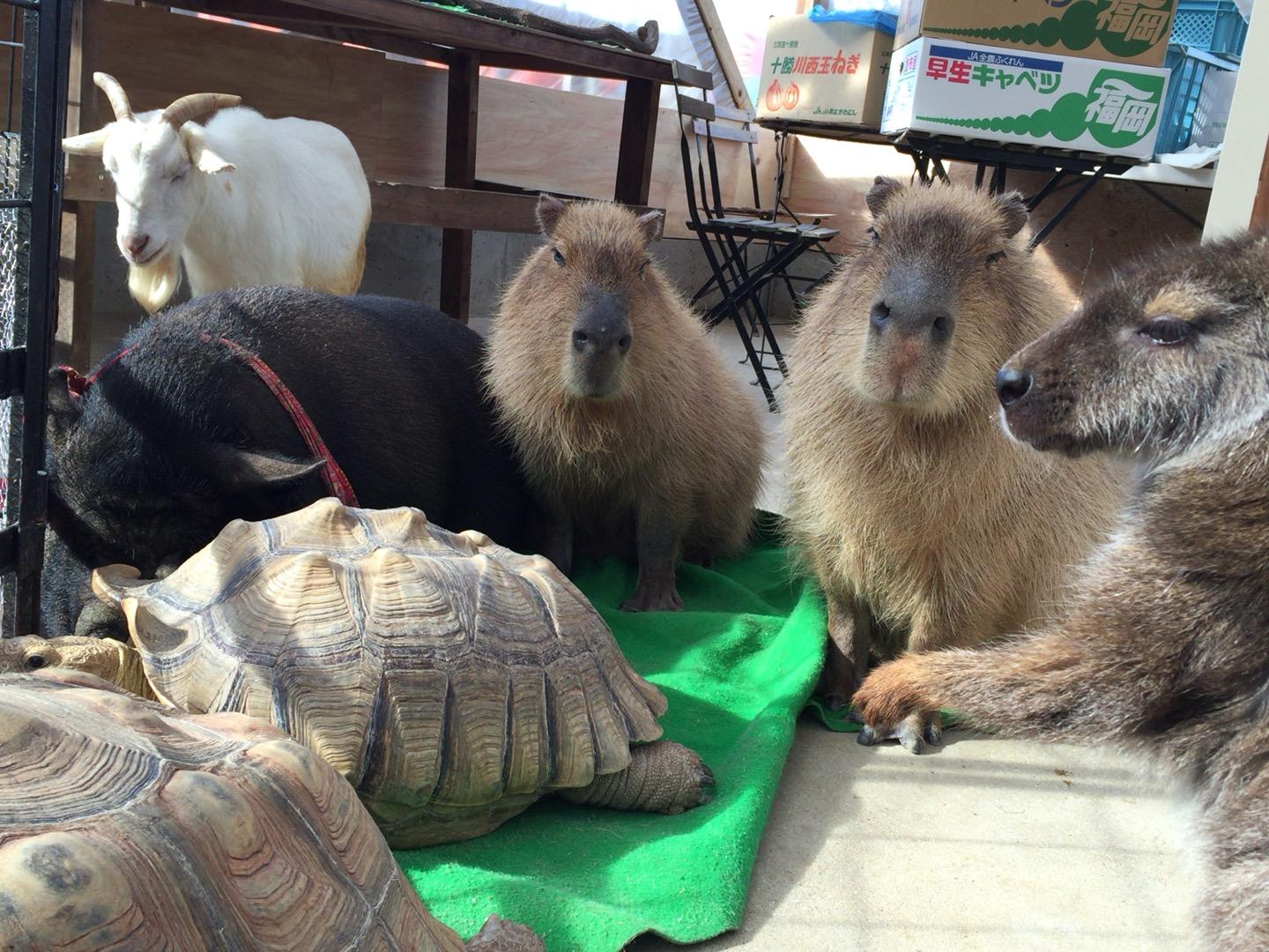 トリアスふれあい動物園徹底解剖！カピバラの魅力と混雑・料金の真実