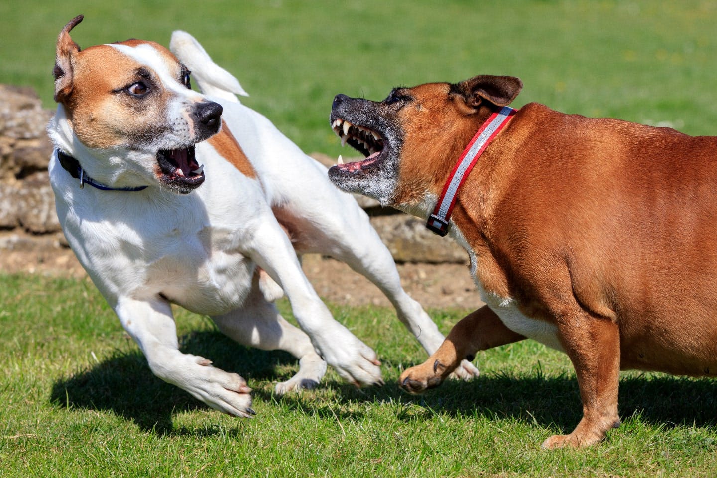 犬同士の喧嘩を止める新常識！じゃれ合いの見分け方とNg対処法