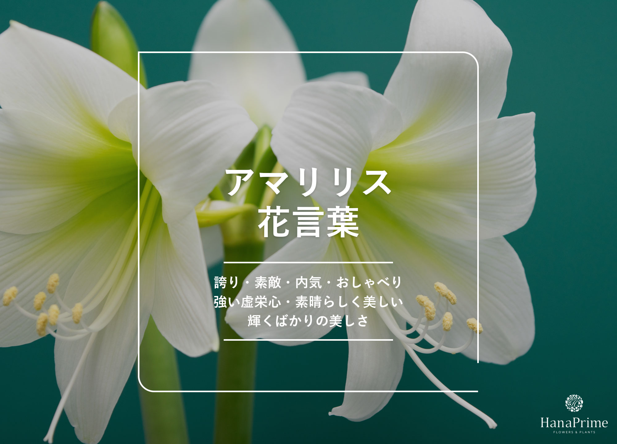 アマリリスの花言葉は怖い？色別の意味やギリシャ神話の真相を徹底解説