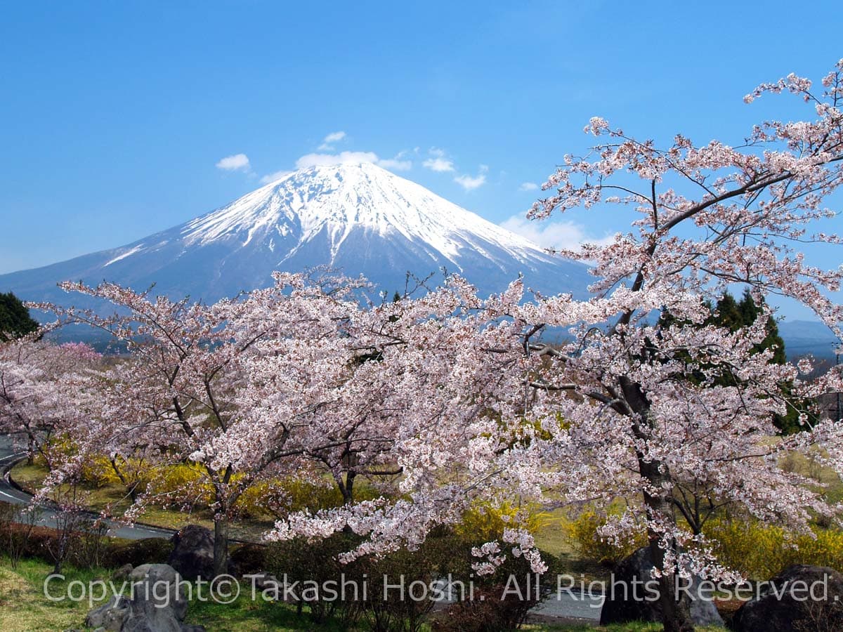 富士桜自然墓地公園の費用と評判！学会員以外の利用条件と桜の真相