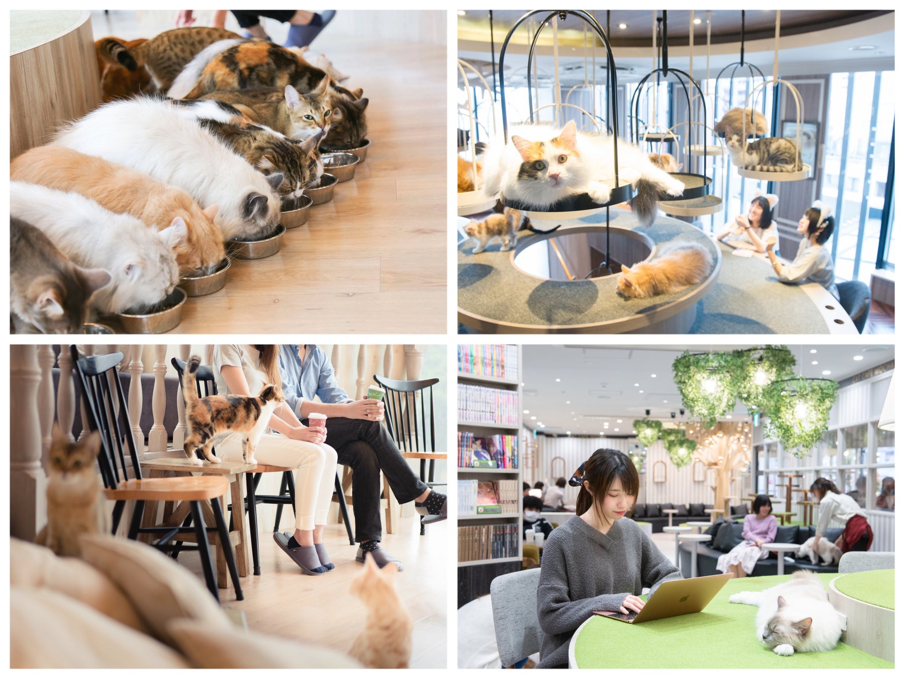 【2026年最新】松本の猫カフェ徹底比較！料金・予約から保護猫の実態まで