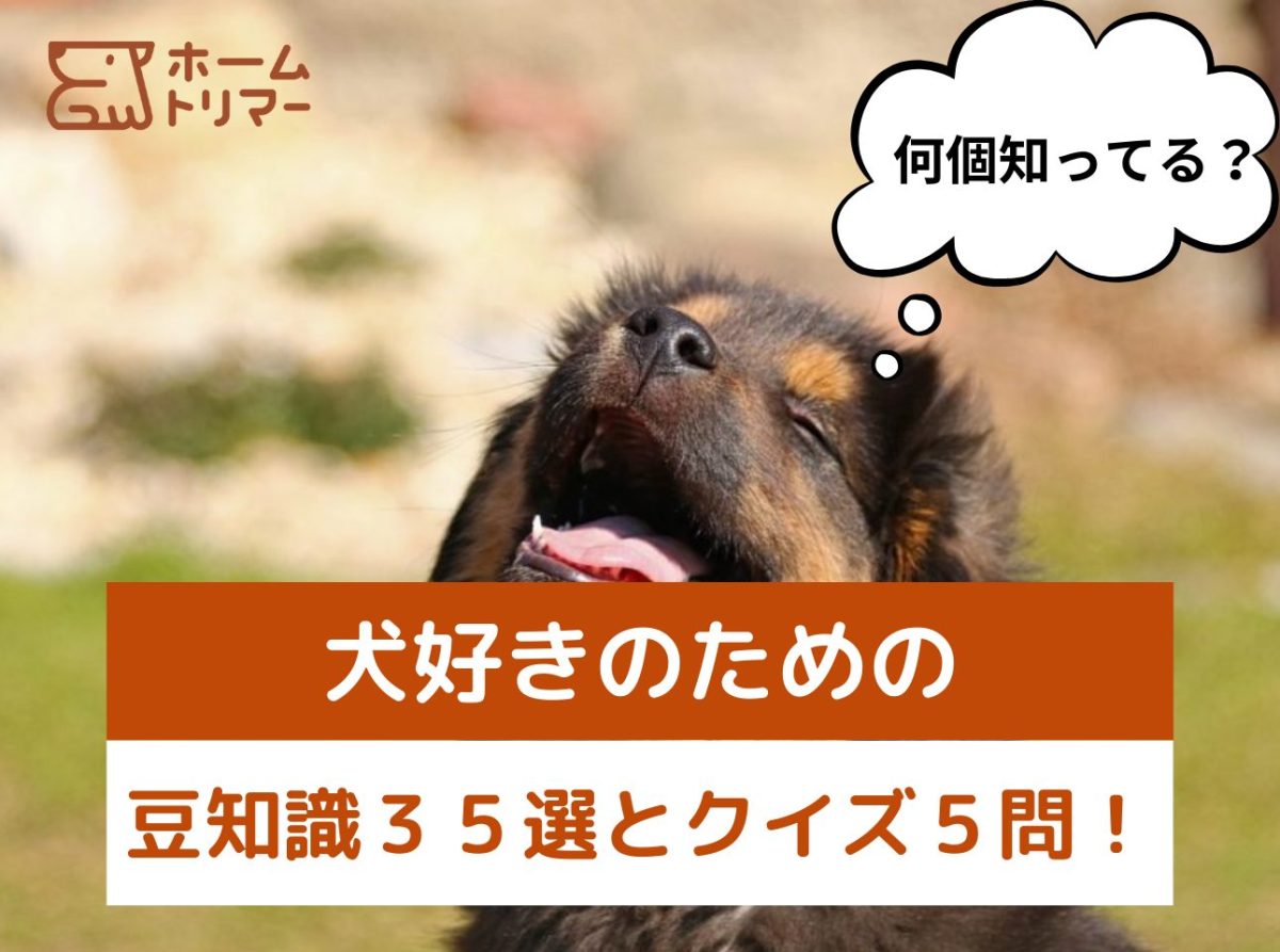 しっぽを振る理由とあくびの真相！獣医行動学が明かす犬の豆知識大全