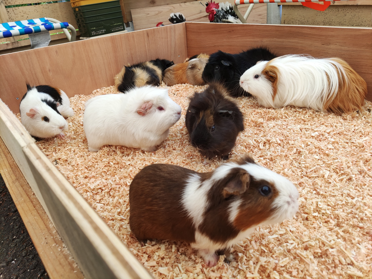 和歌山城公園動物園はなぜ無料？見どころと混雑・魅力を徹底解剖