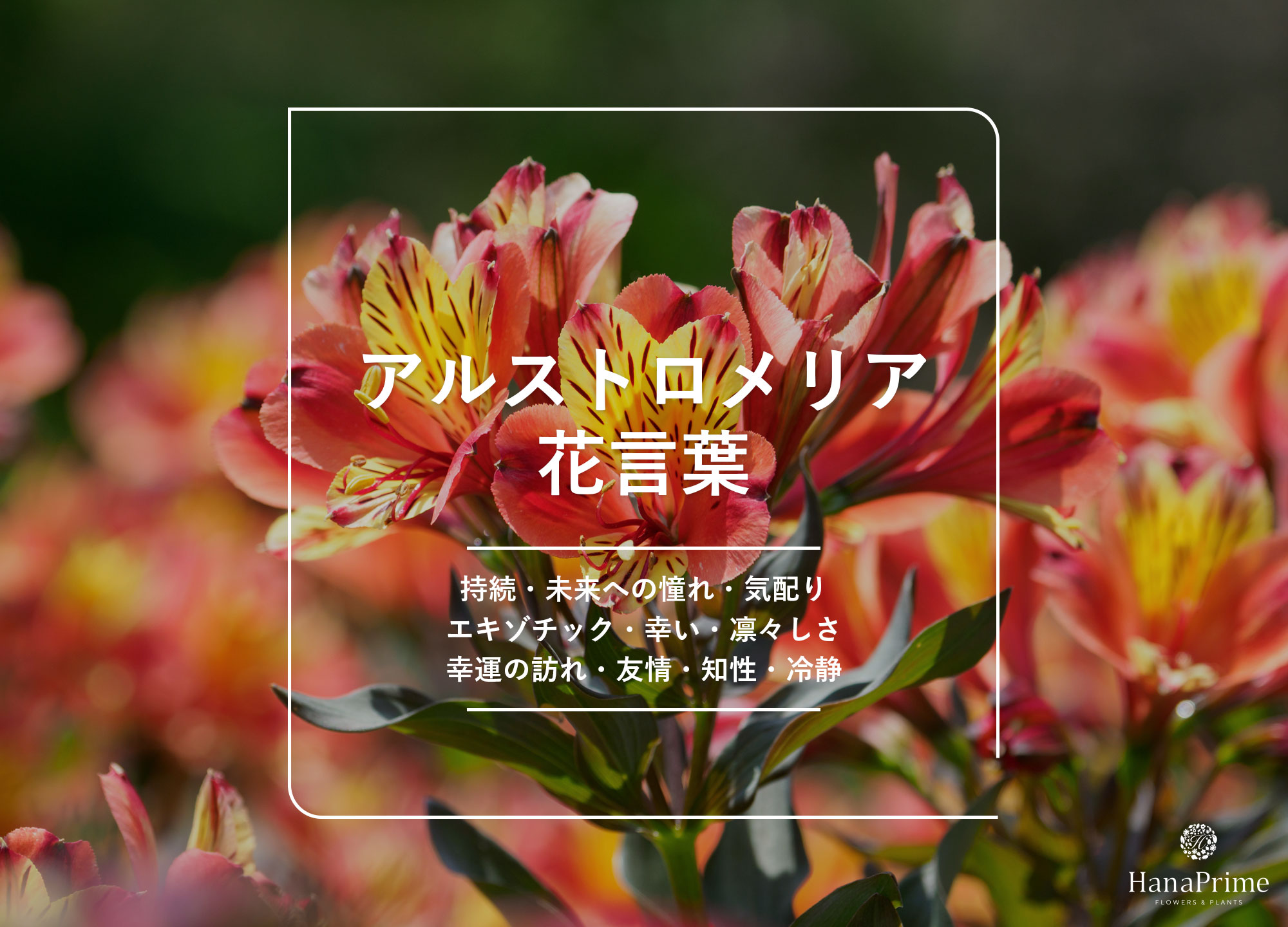 アルストロメリアの花言葉に怖い意味は？色別一覧とギフトの選び方完全版