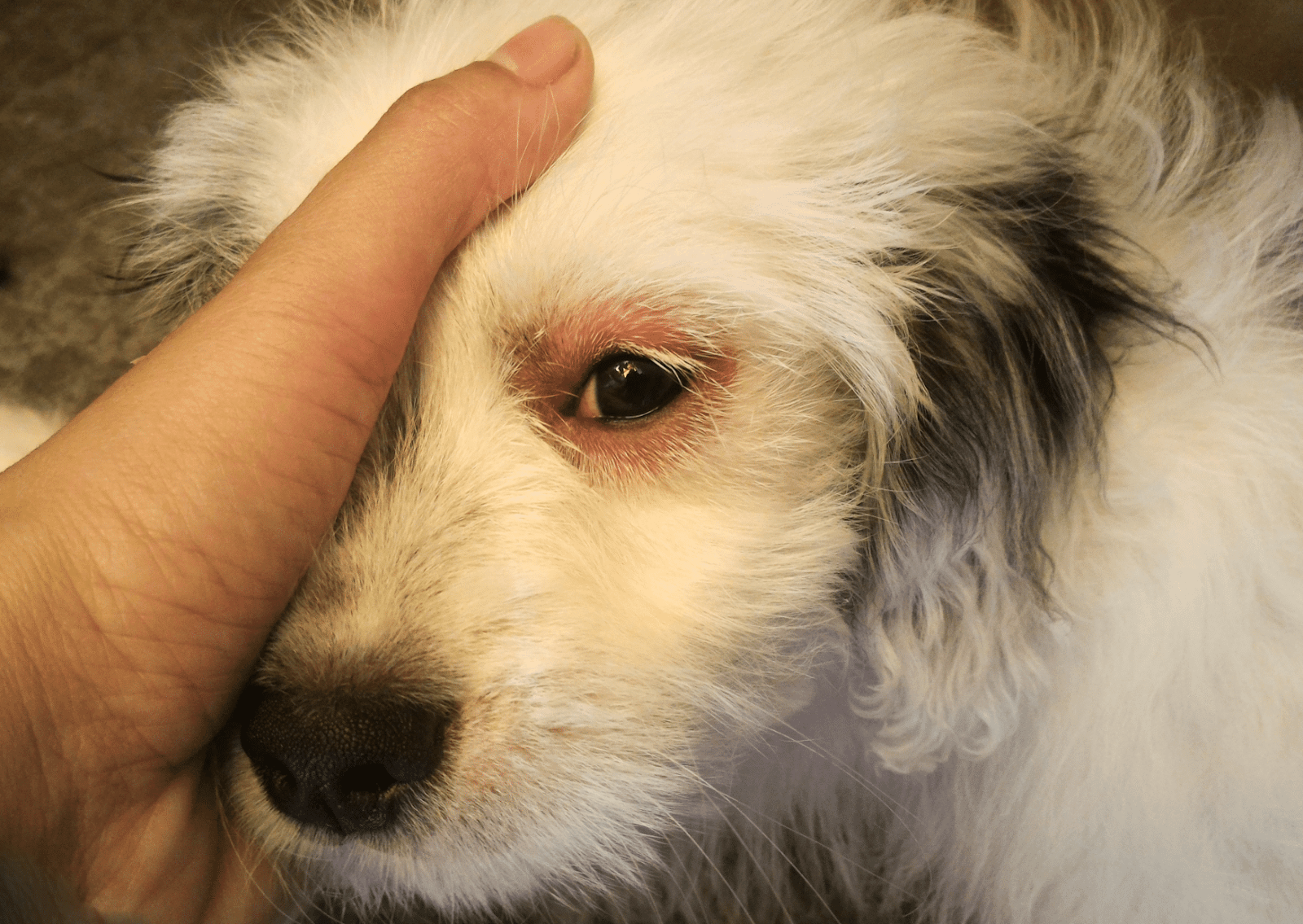 愛犬の目の周りが赤い原因とは？痒がる・脱毛時の危険サインと受診目安