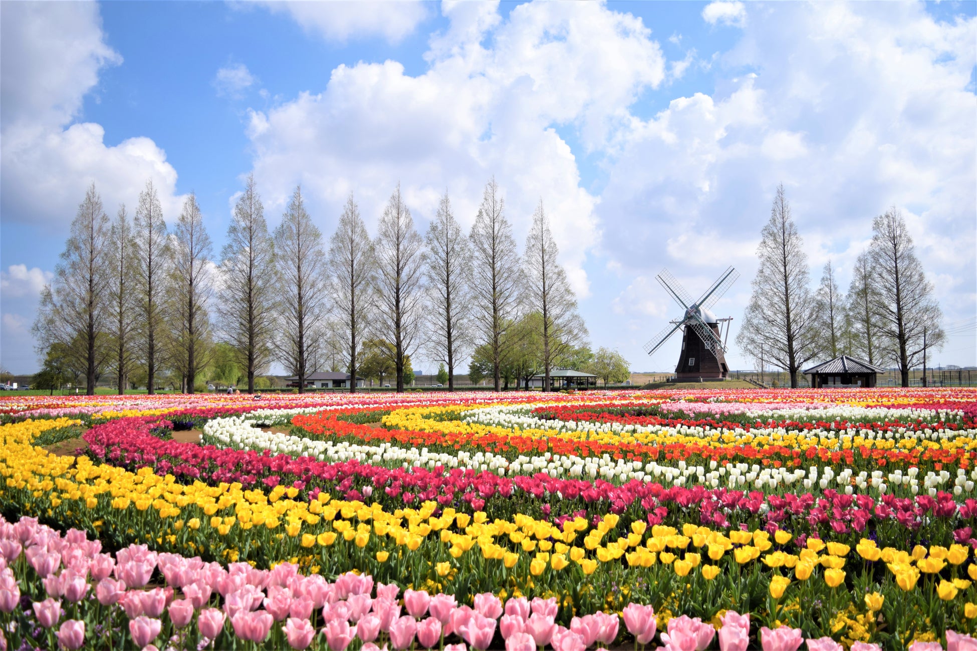 あけぼの山農業公園チューリップ2026見頃と混雑回避の全真相