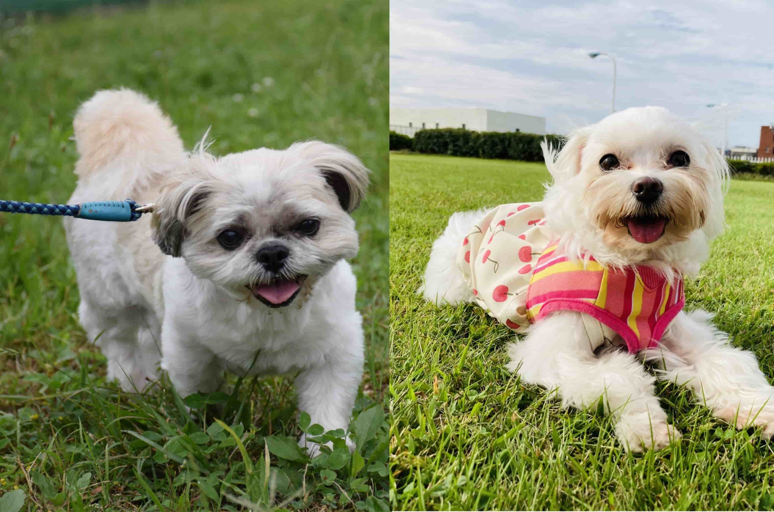 めいけんチーズの犬種は雑種？衝撃の公式設定と出会いの真相を徹底解説！
