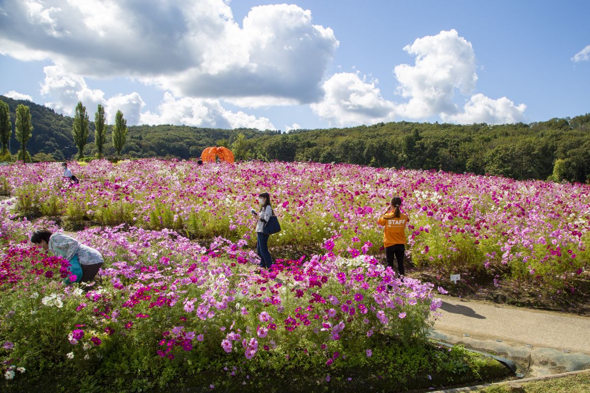 長岡の越後丘陵公園2026完全攻略！無料日と混雑回避の裏ワザ徹底検証