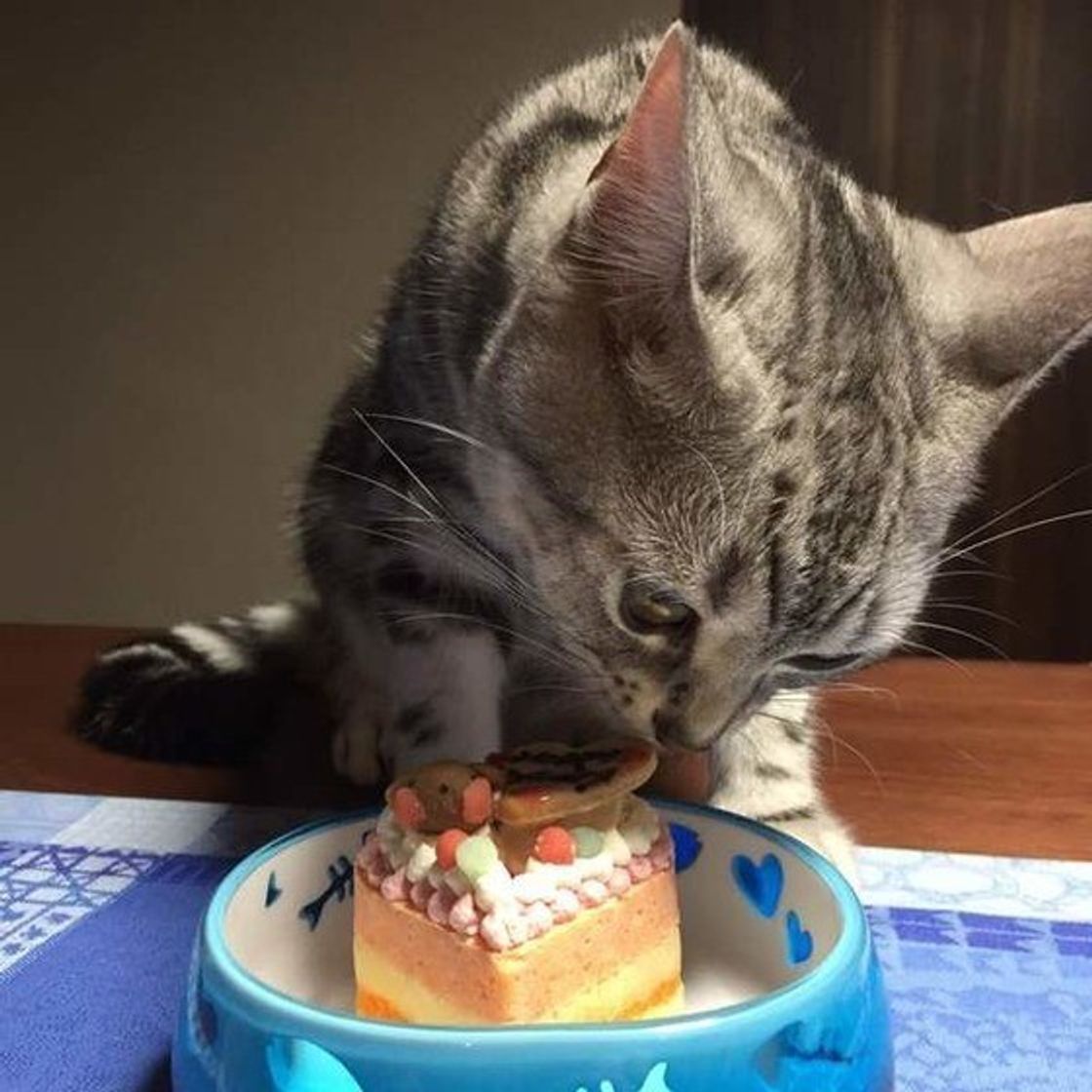 愛猫が喜ぶ猫用ケーキの選び方と安全性｜2026年最新トレンド解説