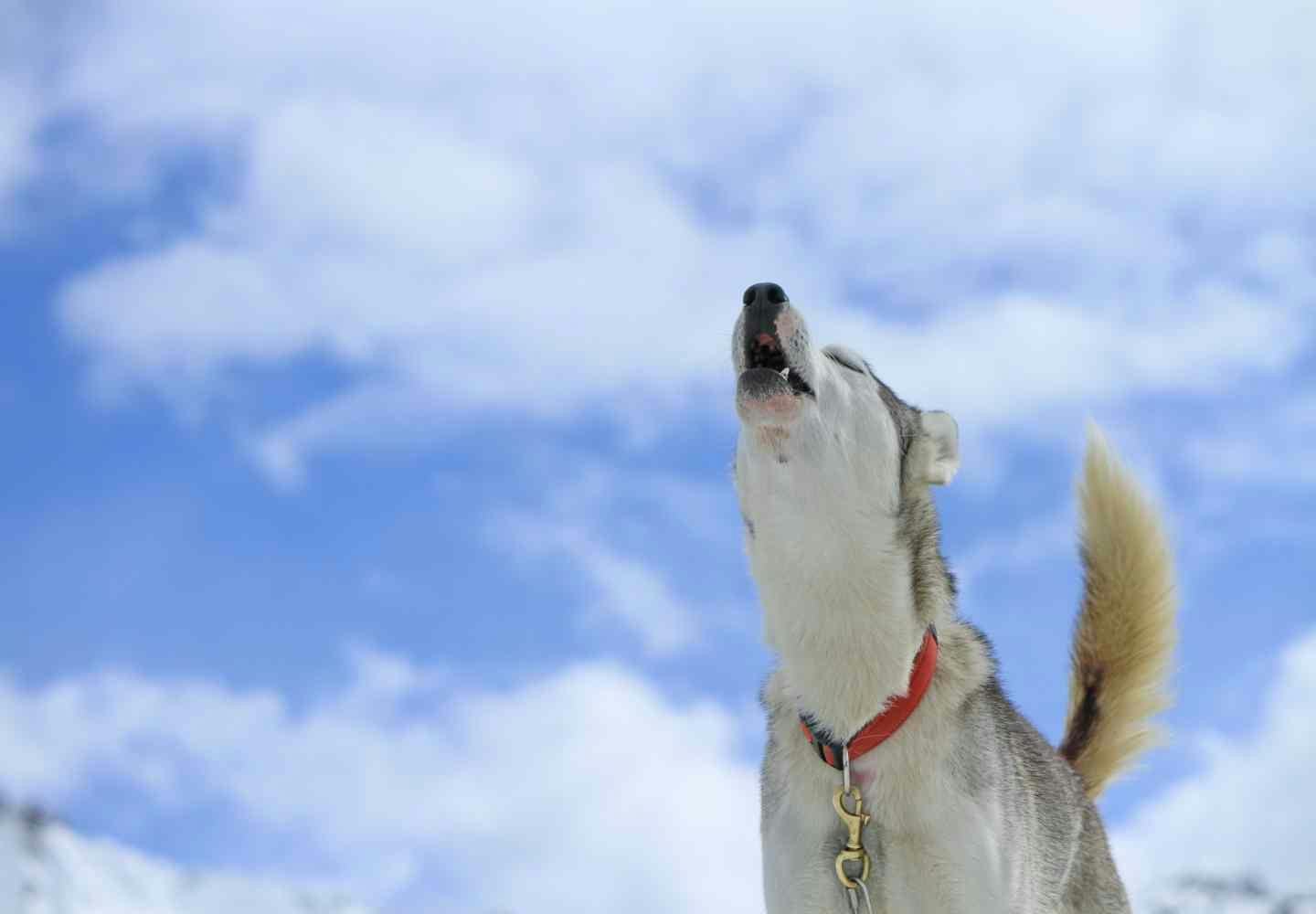 犬の遠吠えの理由とは？夜中のサイレンに反応する心理と最新対処法