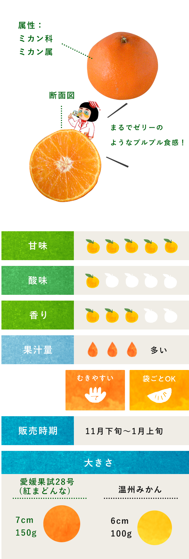 紅まどんなの真実｜なぜゼリー食感と絶賛？旬と選び方を徹底検証
