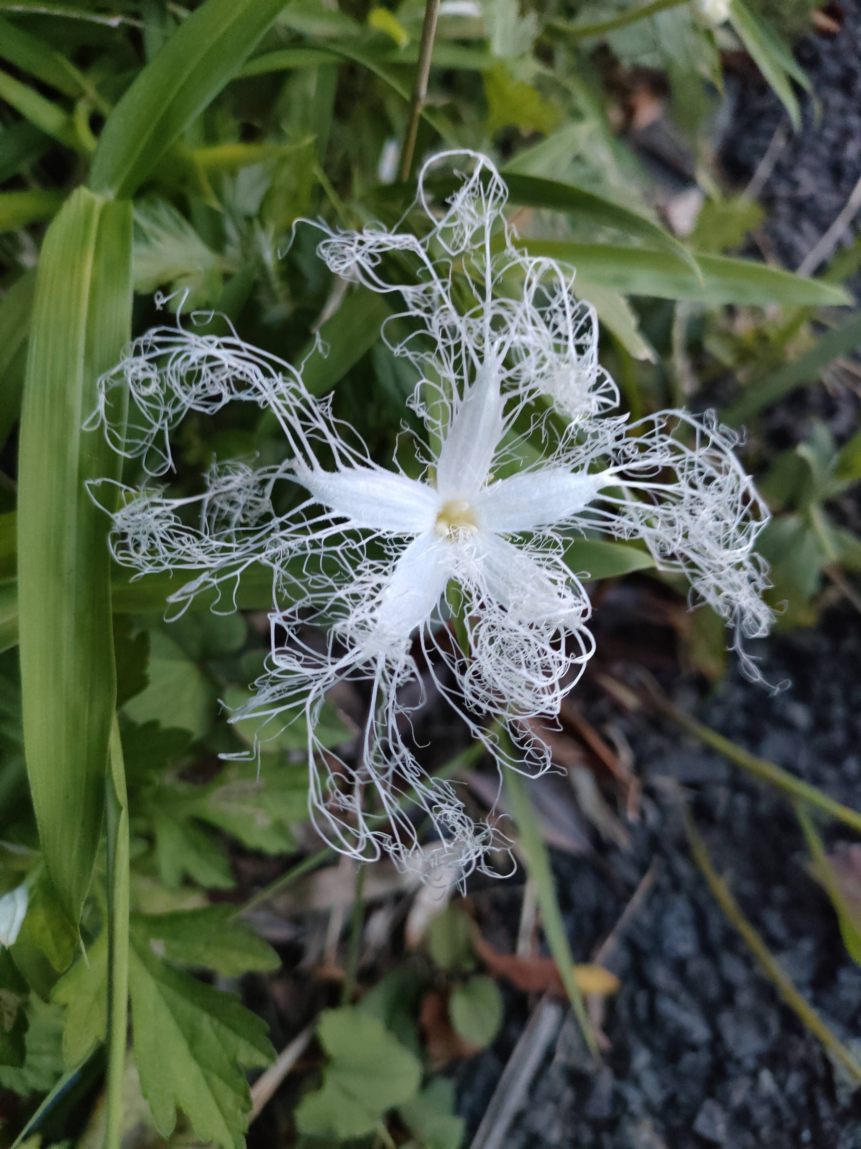カラスウリの花が夜に咲く理由とは？レースの美と花言葉の真相
