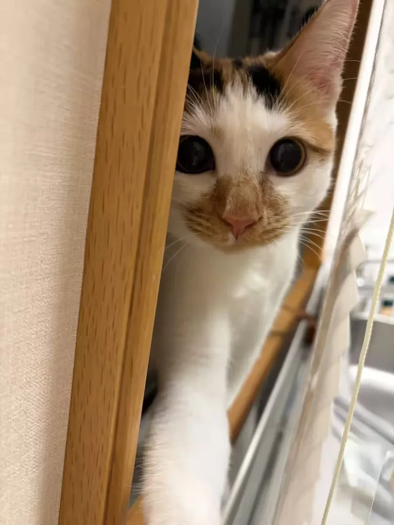 愛子さまと保護猫セブンの絆 皇室の日常に見る動物愛護の素顔