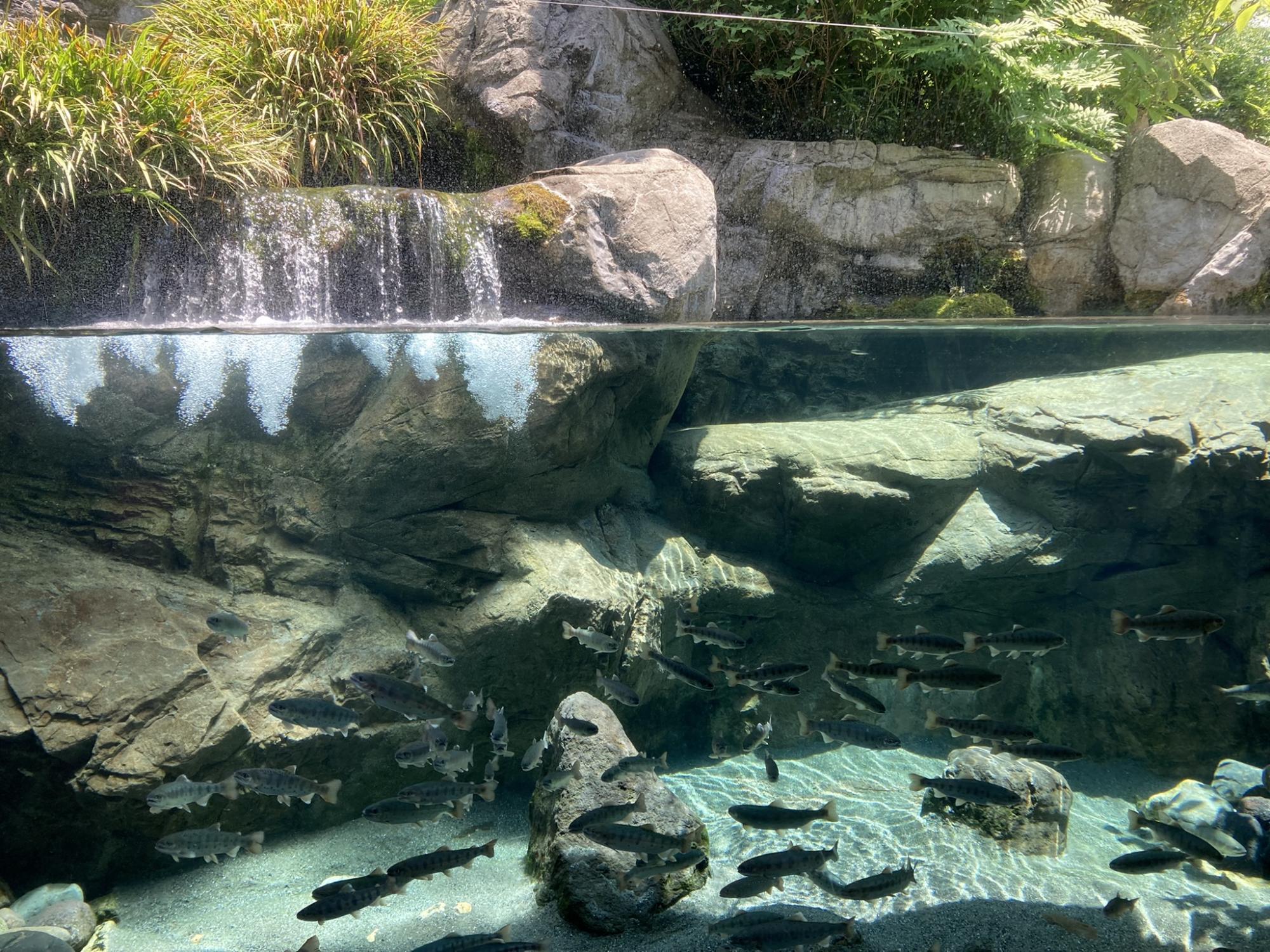 栃木県なかがわ水遊園おもしろ魚館の魅力と混雑回避術【2026最新】