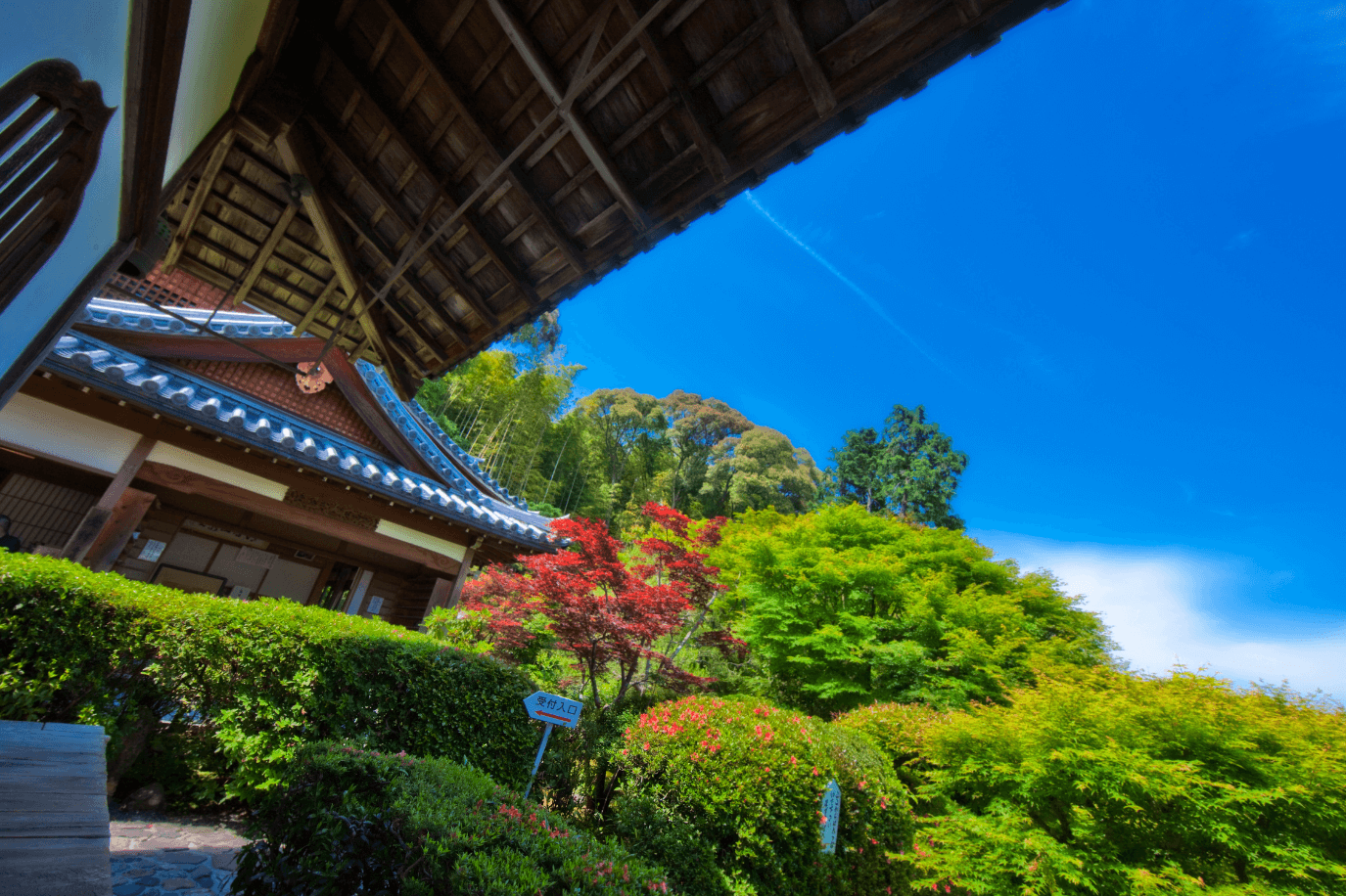 鈴虫寺で願いが叶う真相とは？2026年最新の参拝作法と混雑回避術