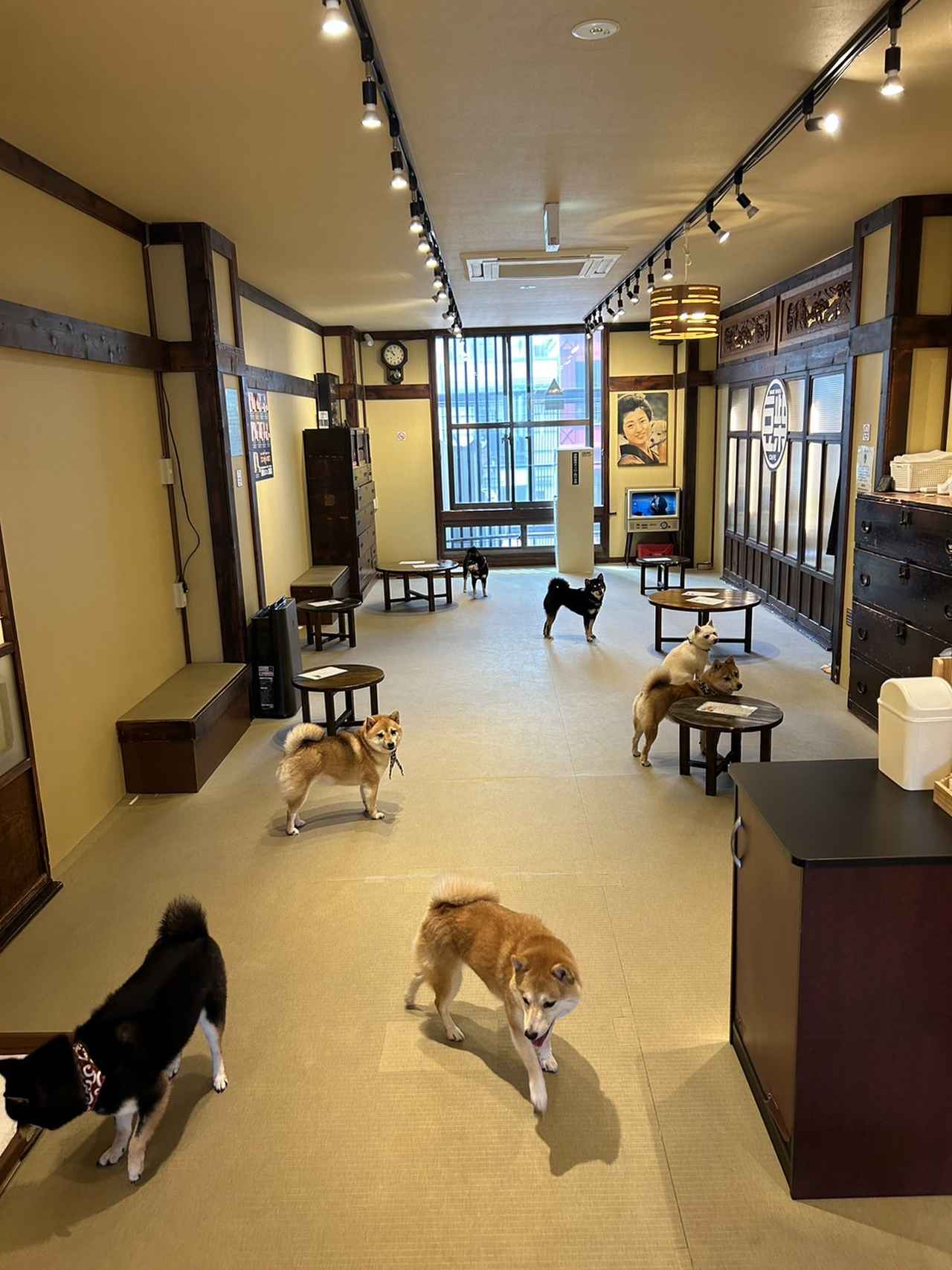 大阪の動物カフェ徹底比較！カピバラや豚と触れ合える人気店と料金