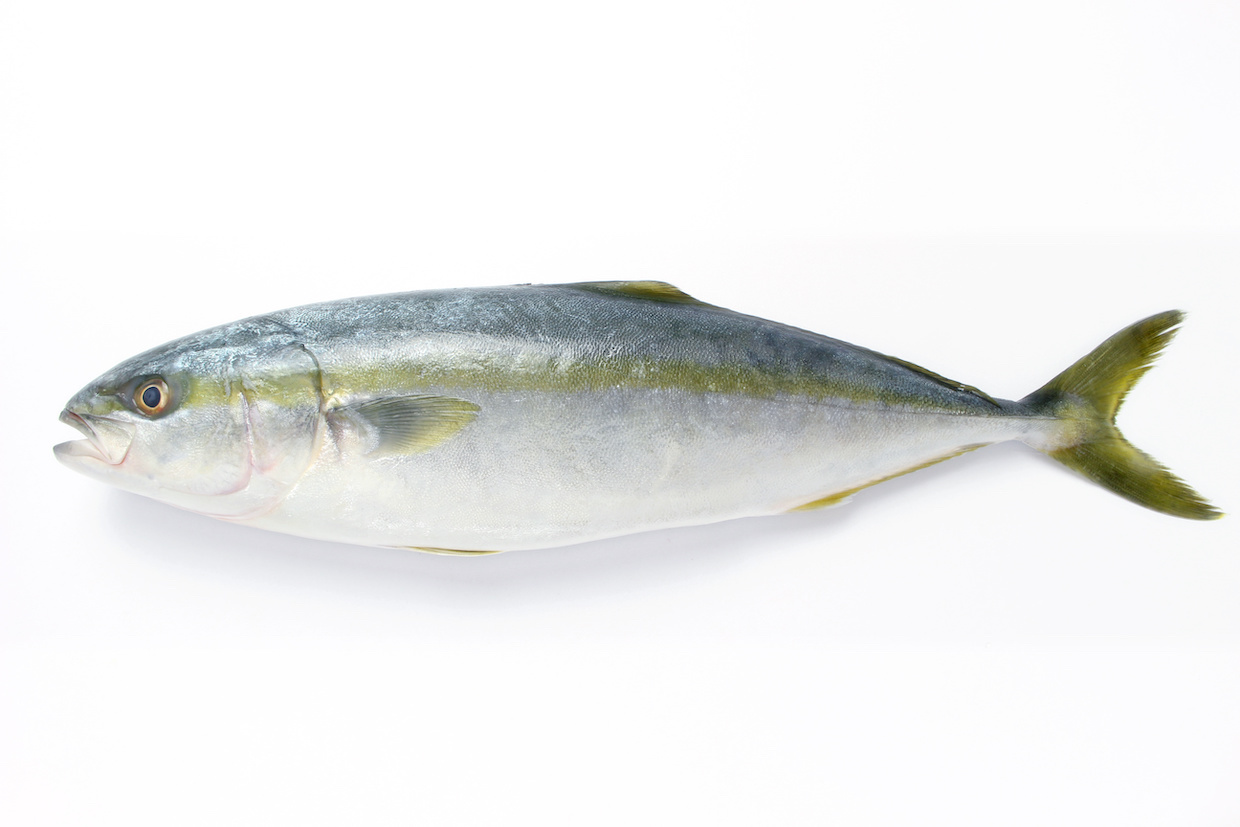 ワラサとはどんな魚？ブリやイナダとの違いと旬・絶品レシピを徹底解説