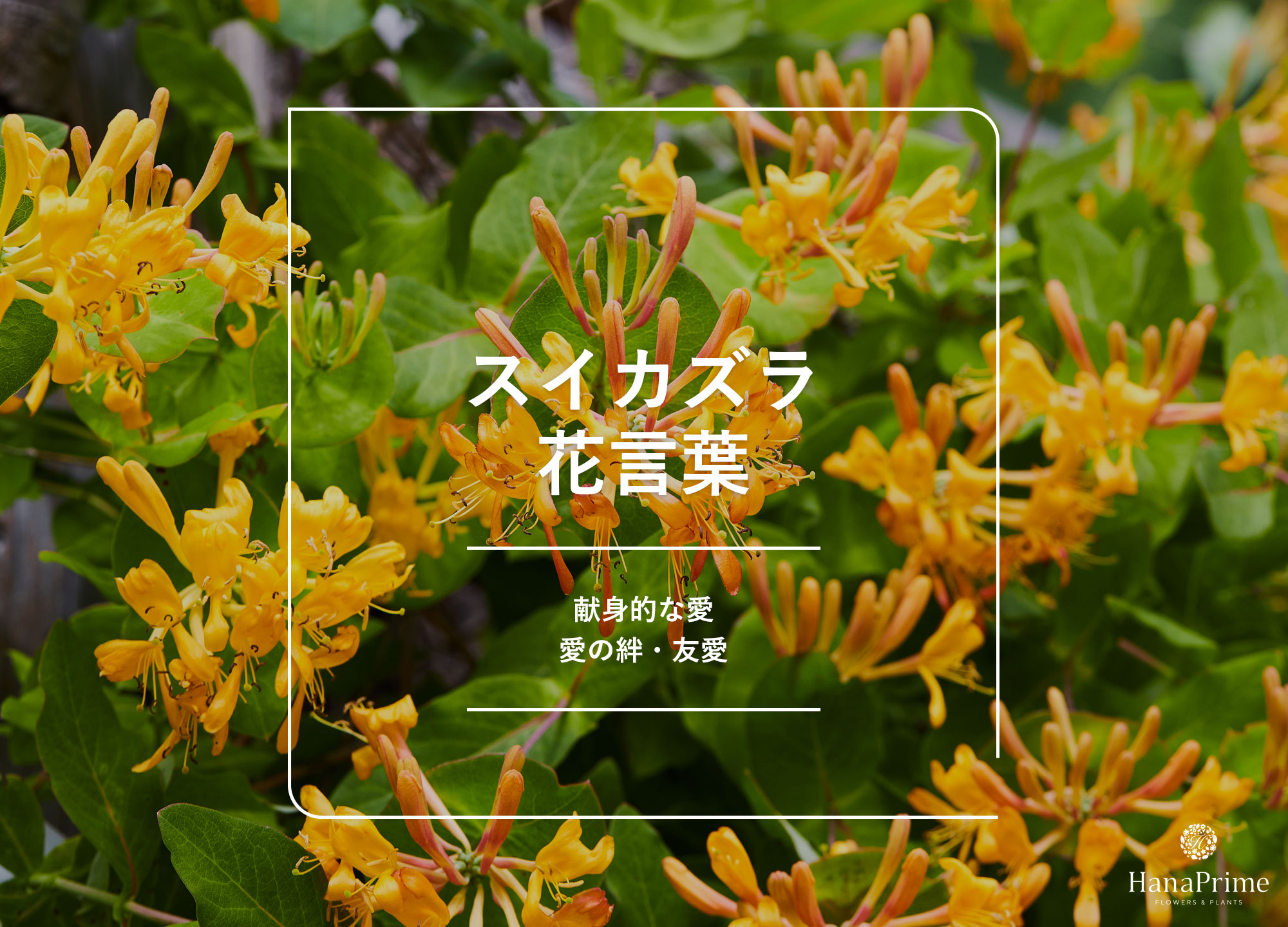 スイカズラの花が放つ甘い香りの秘密！色の変化や薬効と毒性の真実