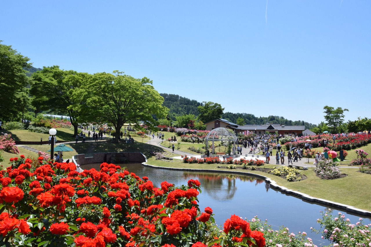 東沢バラ公園2026見頃と混雑回避術！約750種の絶景を徹底解説