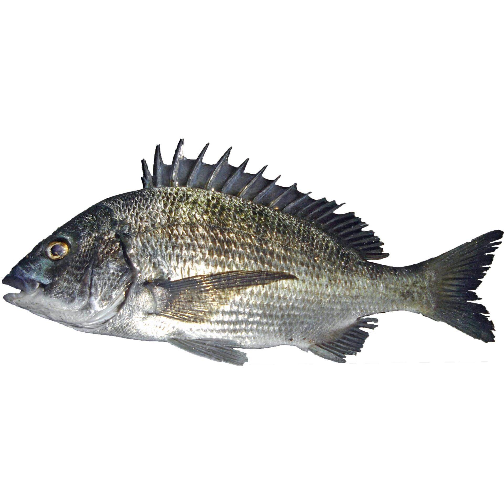 チヌとはどんな魚？クロダイとの違いや旬・絶品レシピ・釣り方を徹底解剖