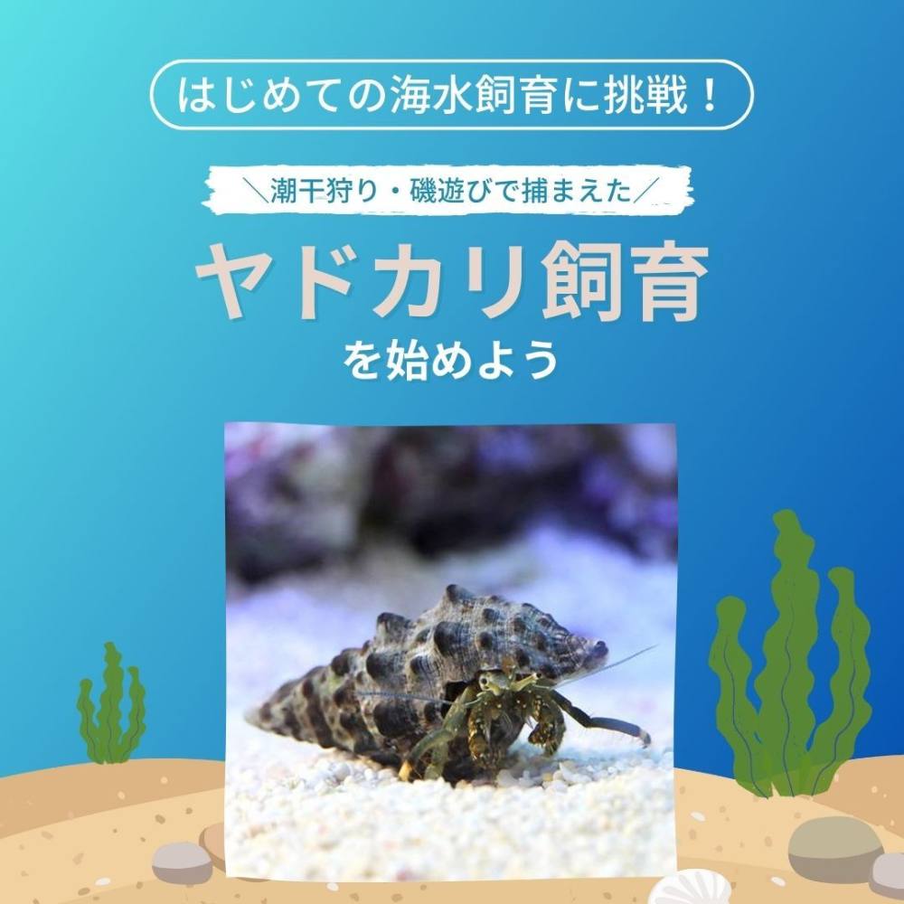 ヤドカリの飼い方完全ガイド｜10年長生きさせる環境と脱皮の極意
