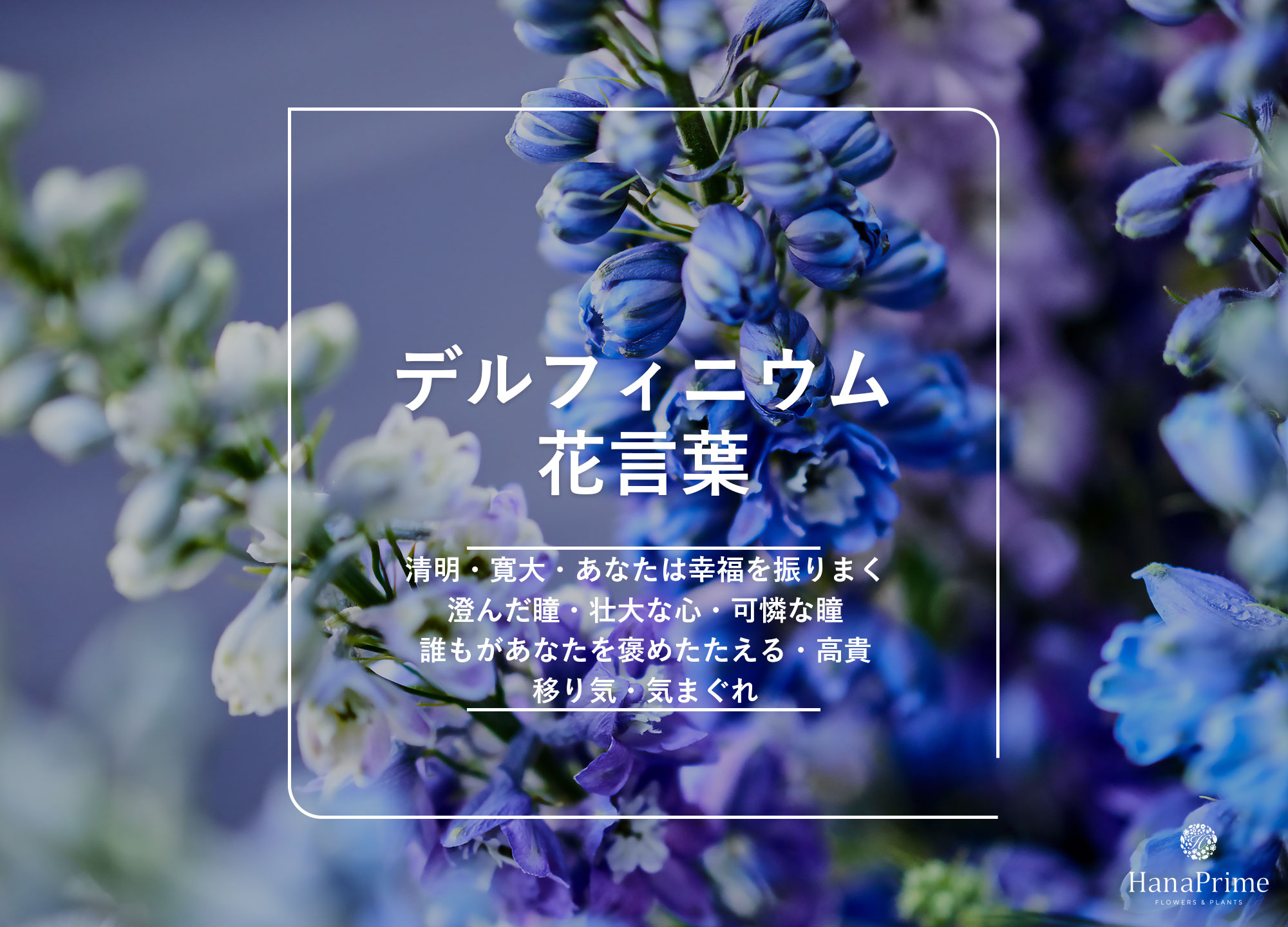 デルフィニウムの花言葉と怖い意味の真相｜色別の意味やギフト注意点