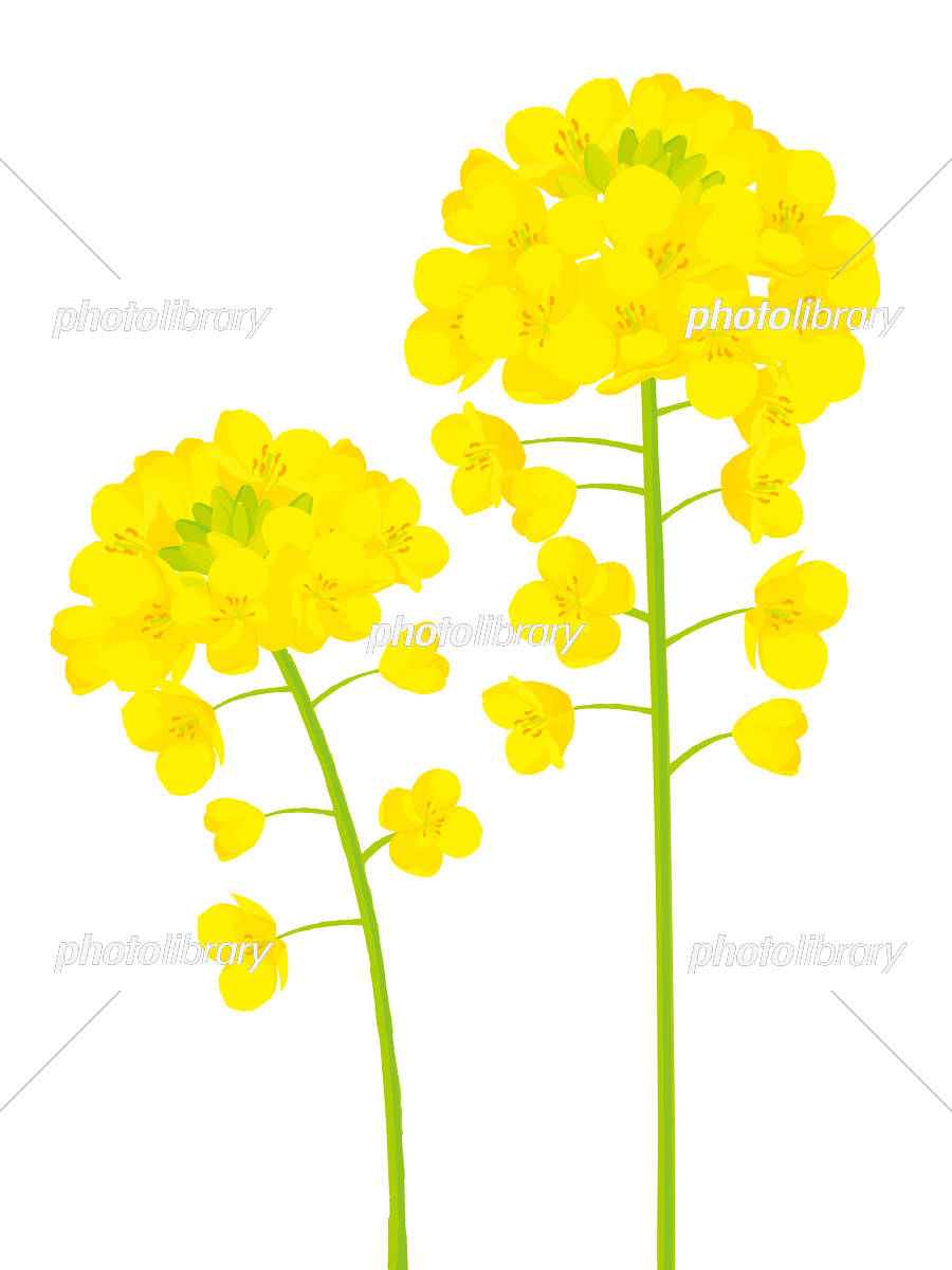 菜の花イラストを簡単に描くコツ！3分でプロ級に仕上がる裏ワザと活用法