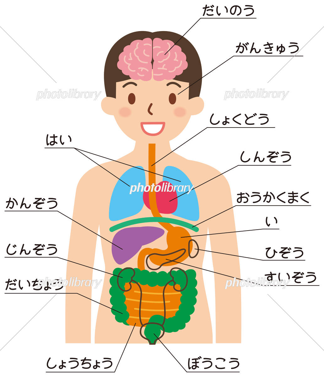 臓器の名前と位置・役割一覧！五臓六腑の仕組みと痛みの原因を解説