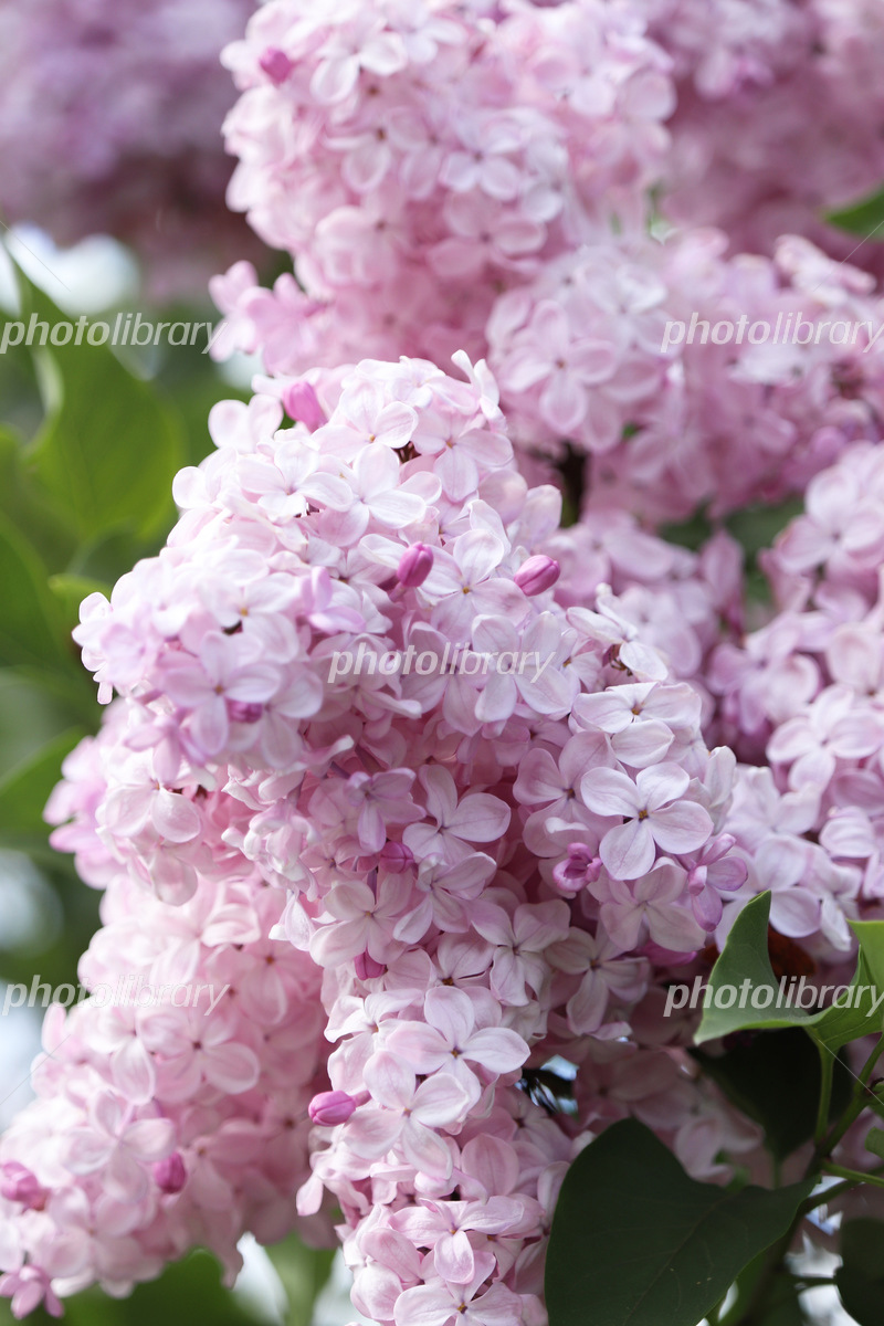 リラの花とライラックの違いとは？怖い花言葉の真相と見頃の名所を解説