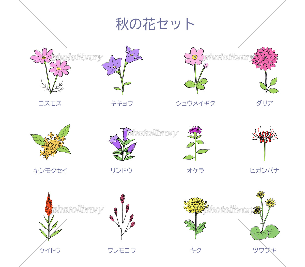 秋の花のかわいいイラスト無料厳選！商用利用とプロの活用術