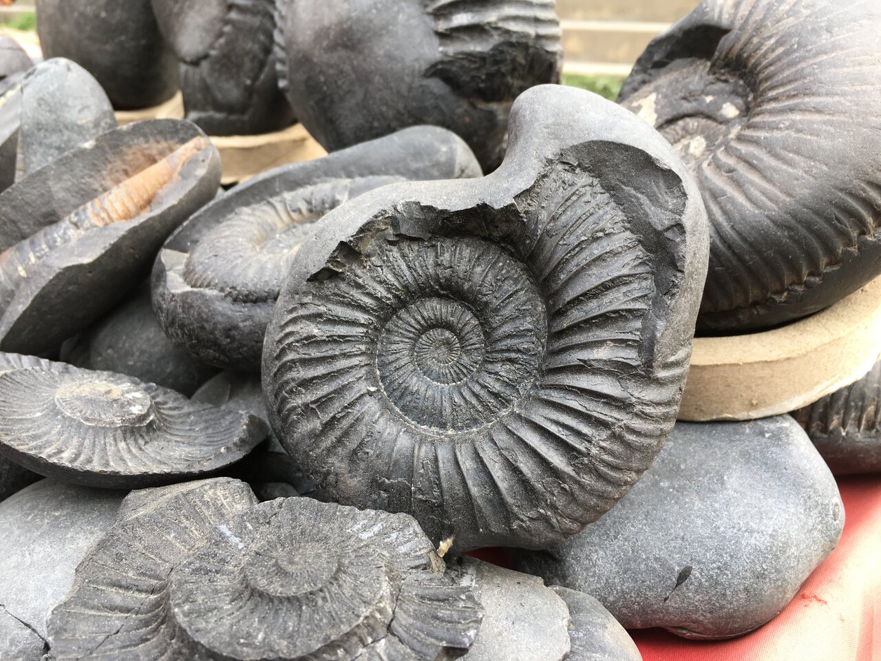 生きた化石が絶滅しない理由とは？太古の謎と最新研究を徹底解明