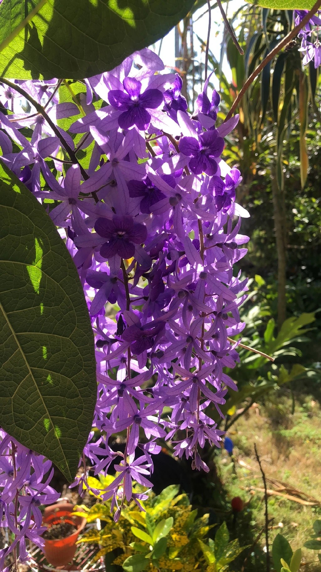 紫の女王ペトレアの花とは？開花時期や花言葉・失敗しない育て方を徹底解説