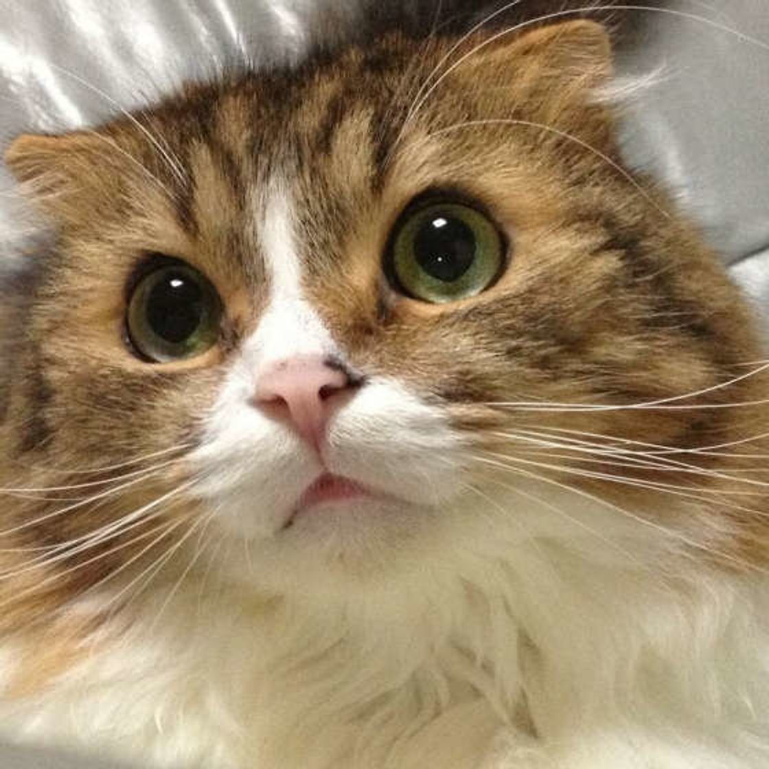 猫のひげが抜ける理由と驚異の役割！幸運の噂や危険な病気サインを解剖