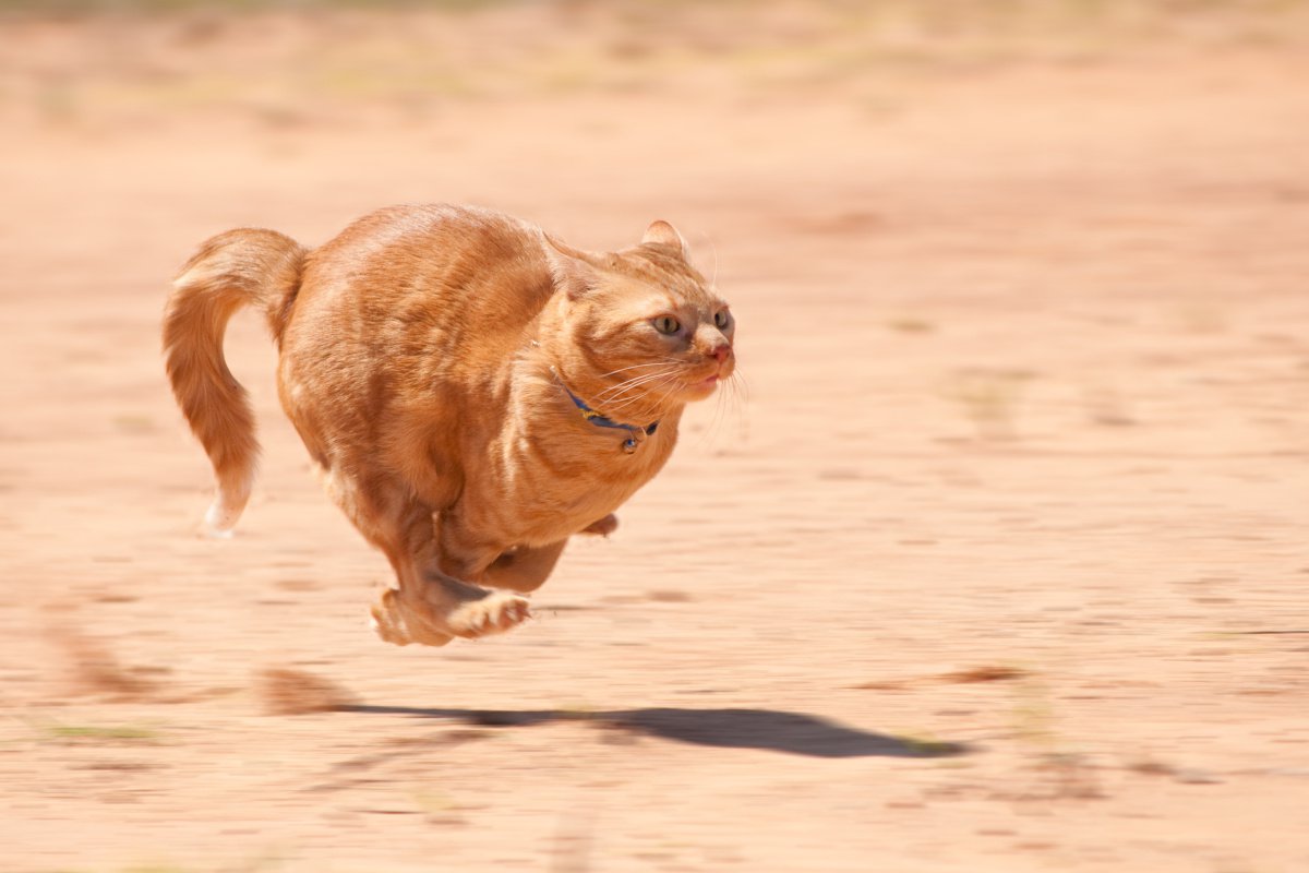猫の走る速さは時速50キロ？人間超えの俊敏性と猛ダッシュの真相