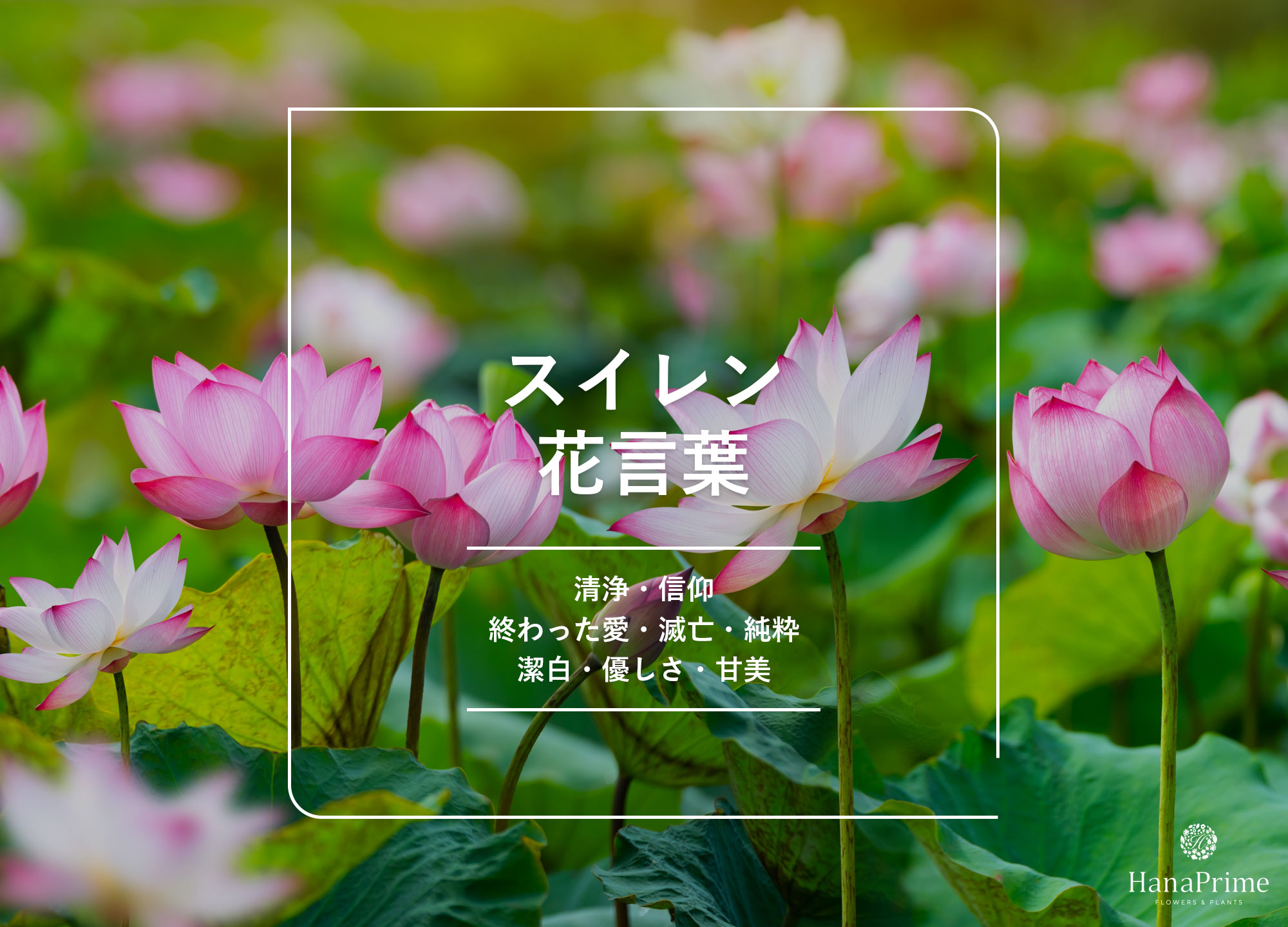 睡蓮の花言葉に「滅亡」？怖い真相と色別の意味・蓮との違いを徹底解剖