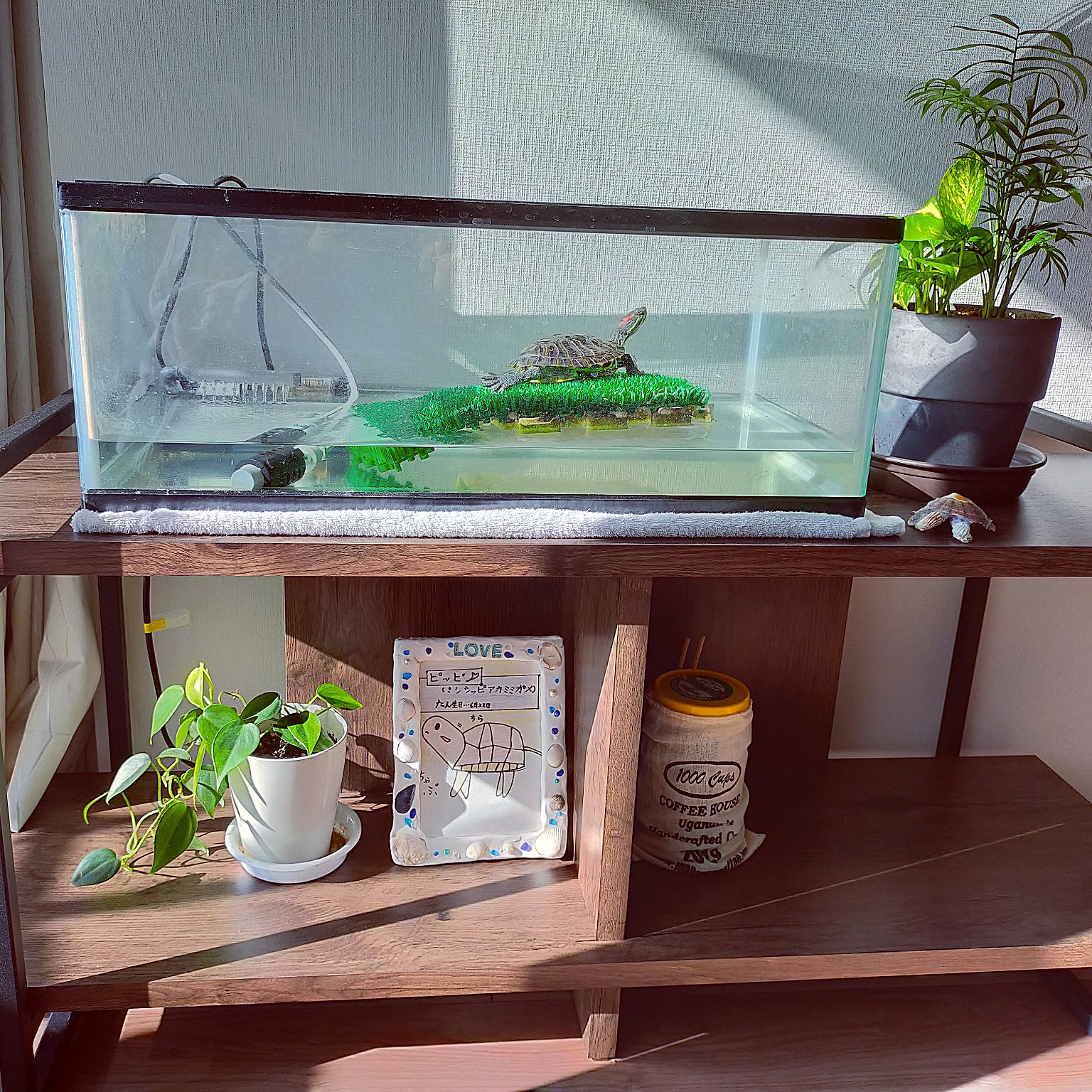 亀水槽レイアウトの決定版！濁り・臭いを防ぎ掃除を激変させる配置術