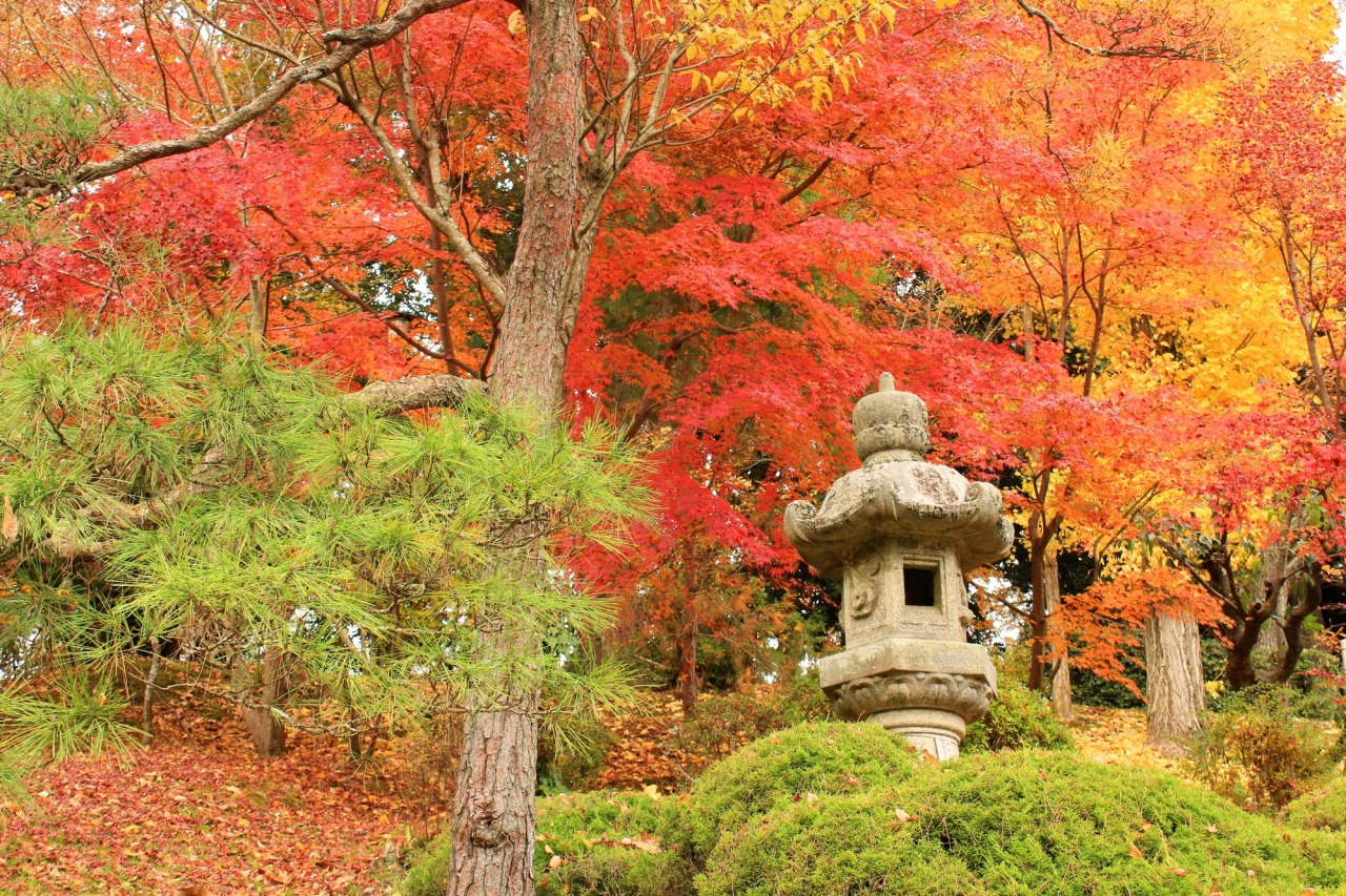 本州一遅い絶景！千葉県の紅葉名所2026見頃と混雑回避ルート解説