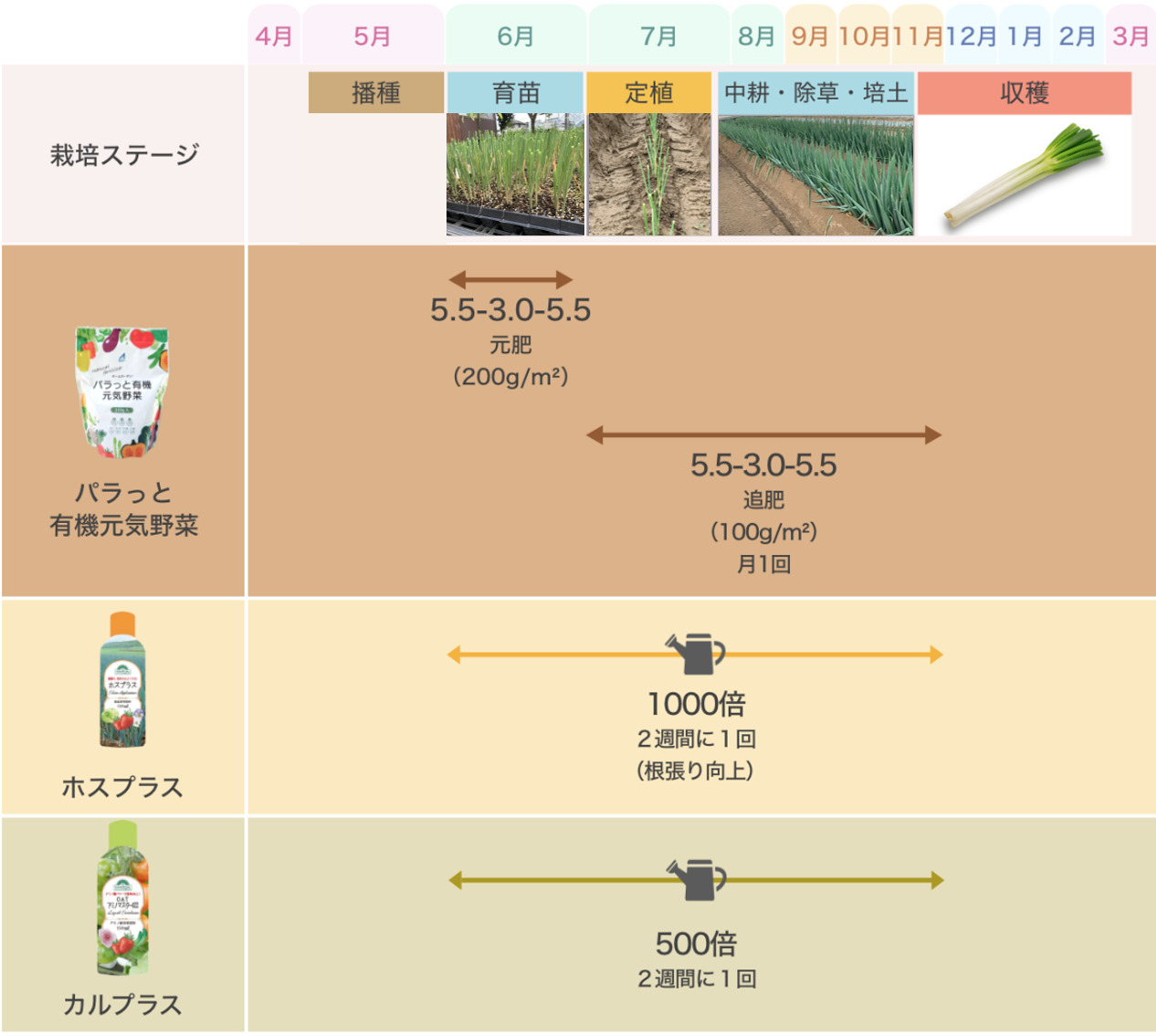 ネギの種まき時期と失敗しない育て方｜春まき・秋まき完全攻略ガイド