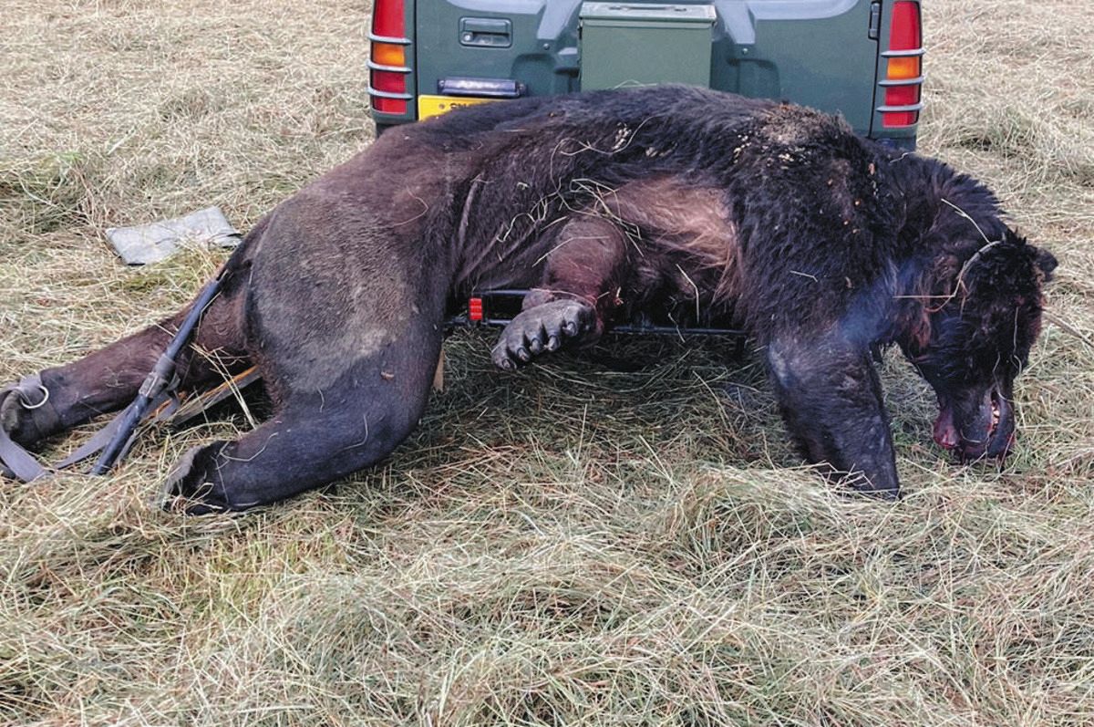 怪物ヒグマOso18駆除の真相｜牛66頭襲撃から呆気ない最期まで